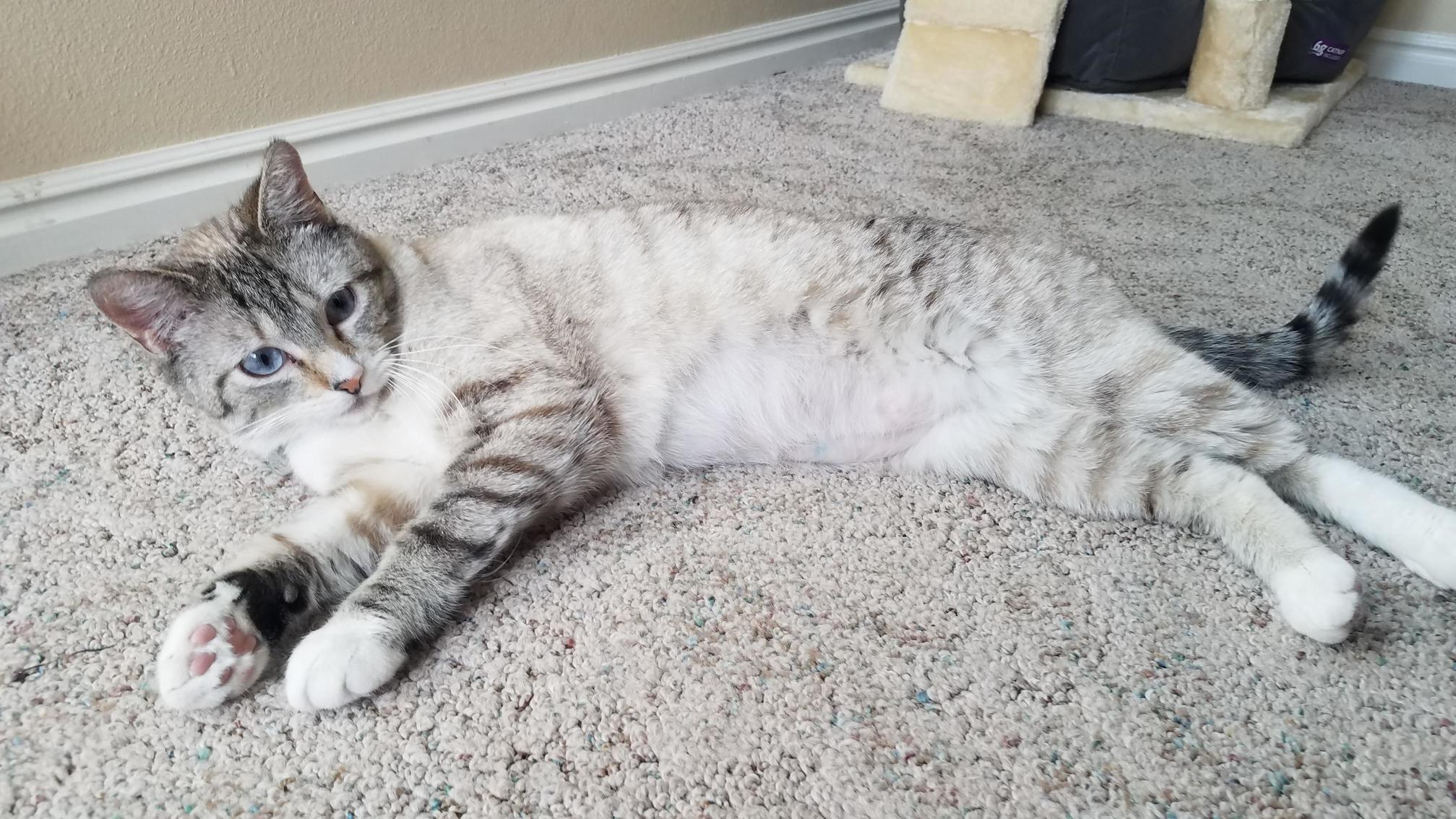 Today I Found Zoey Trying to Camouflage Into the Carpet.