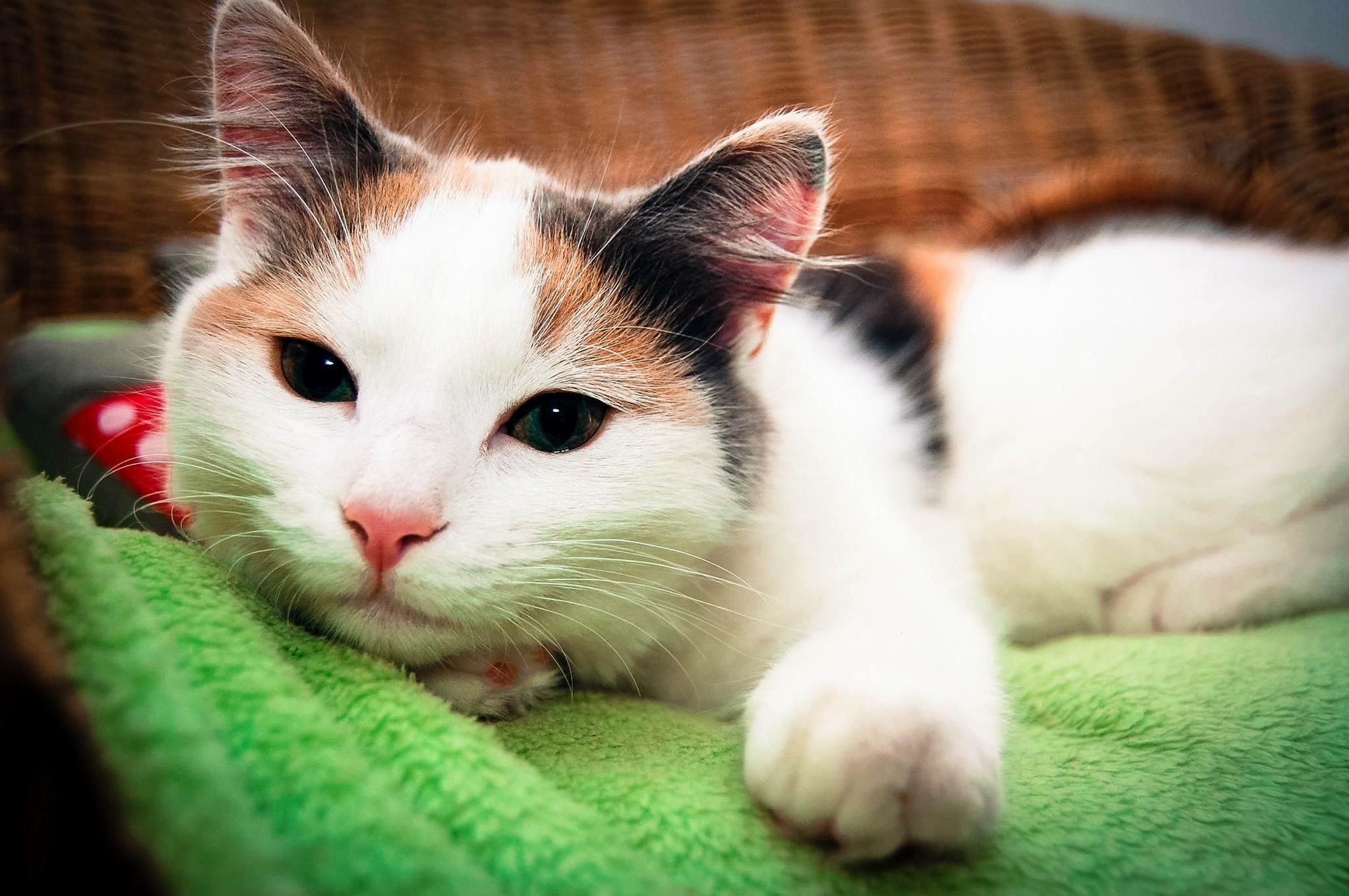 Today Marks 3 Years Since I Adopted Harriet