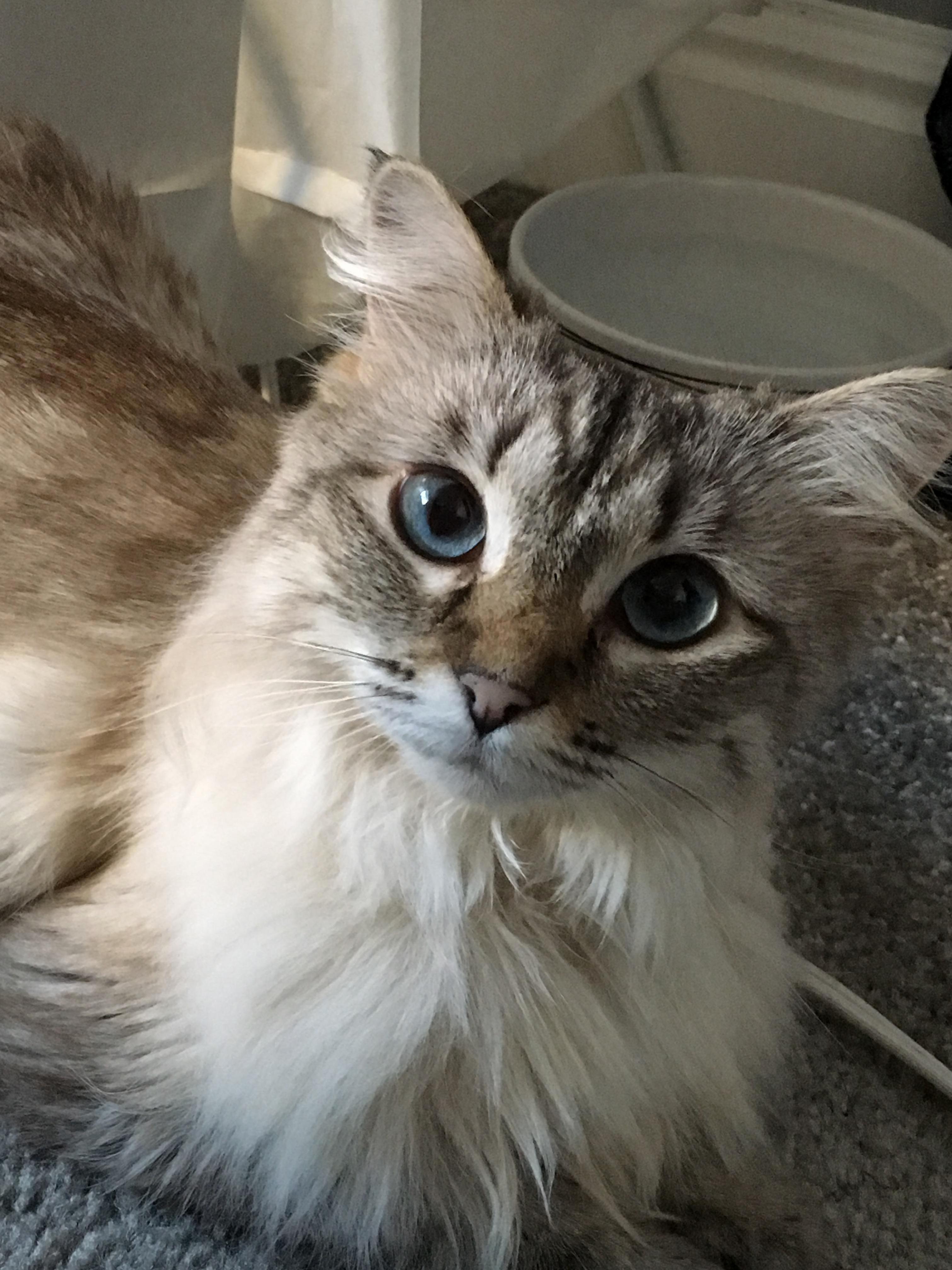 Today We Brought Home Four Year Old Jadzia Into the Family
