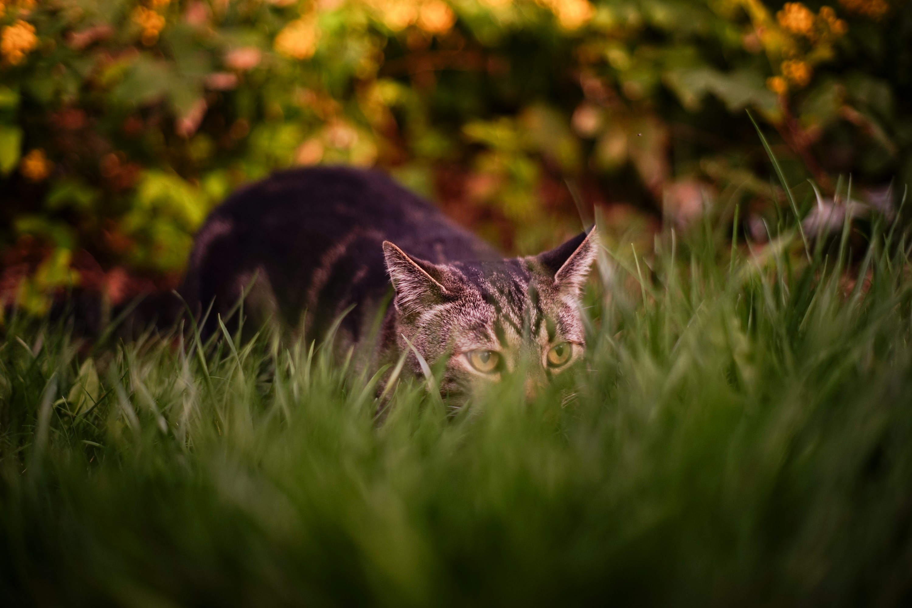 Tomcat Cruz Is on the Prowl