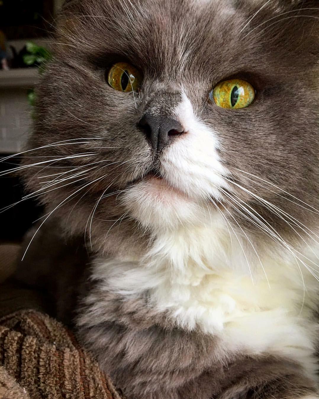 Tots the Munchkin Cat.