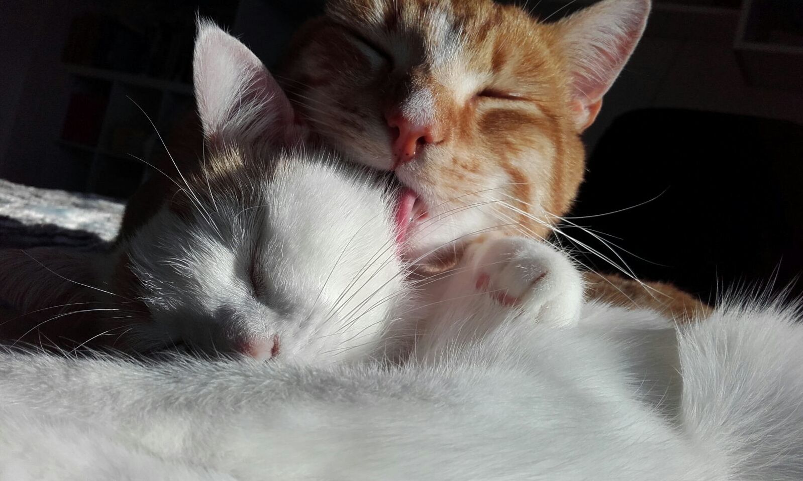 Two of My Cats Cuddling in the Sun.
