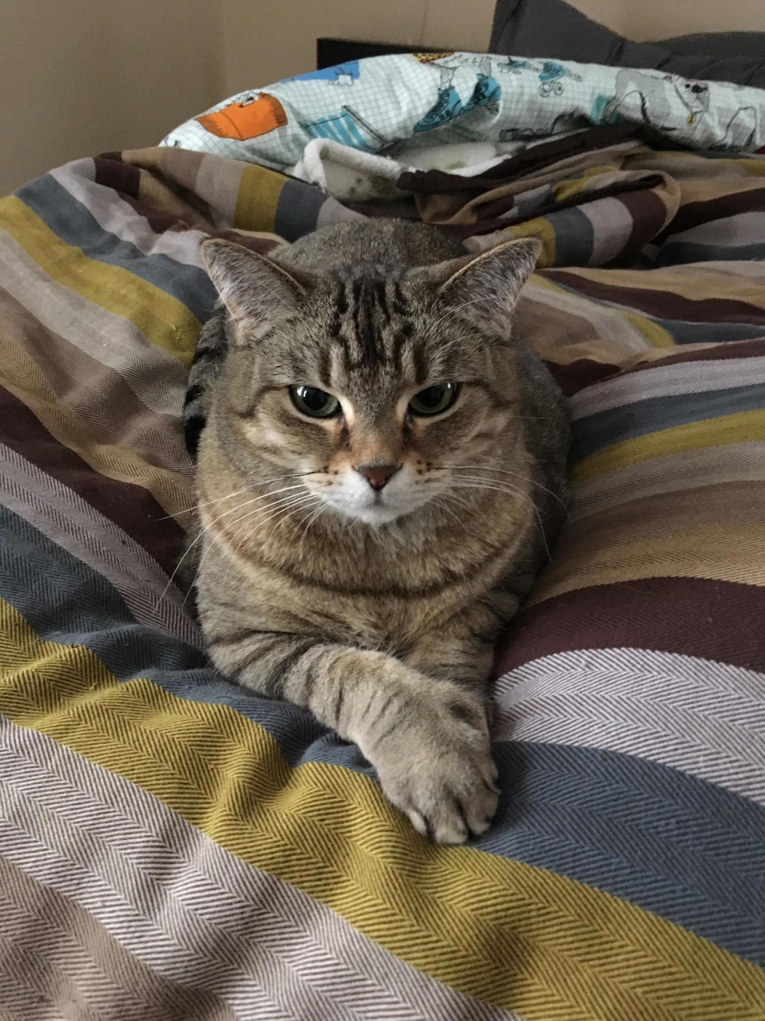 Unimpressed That the Furnace Is on the Fritz She Set Up Shop on the Down Comforter in Front of the Space Heater.