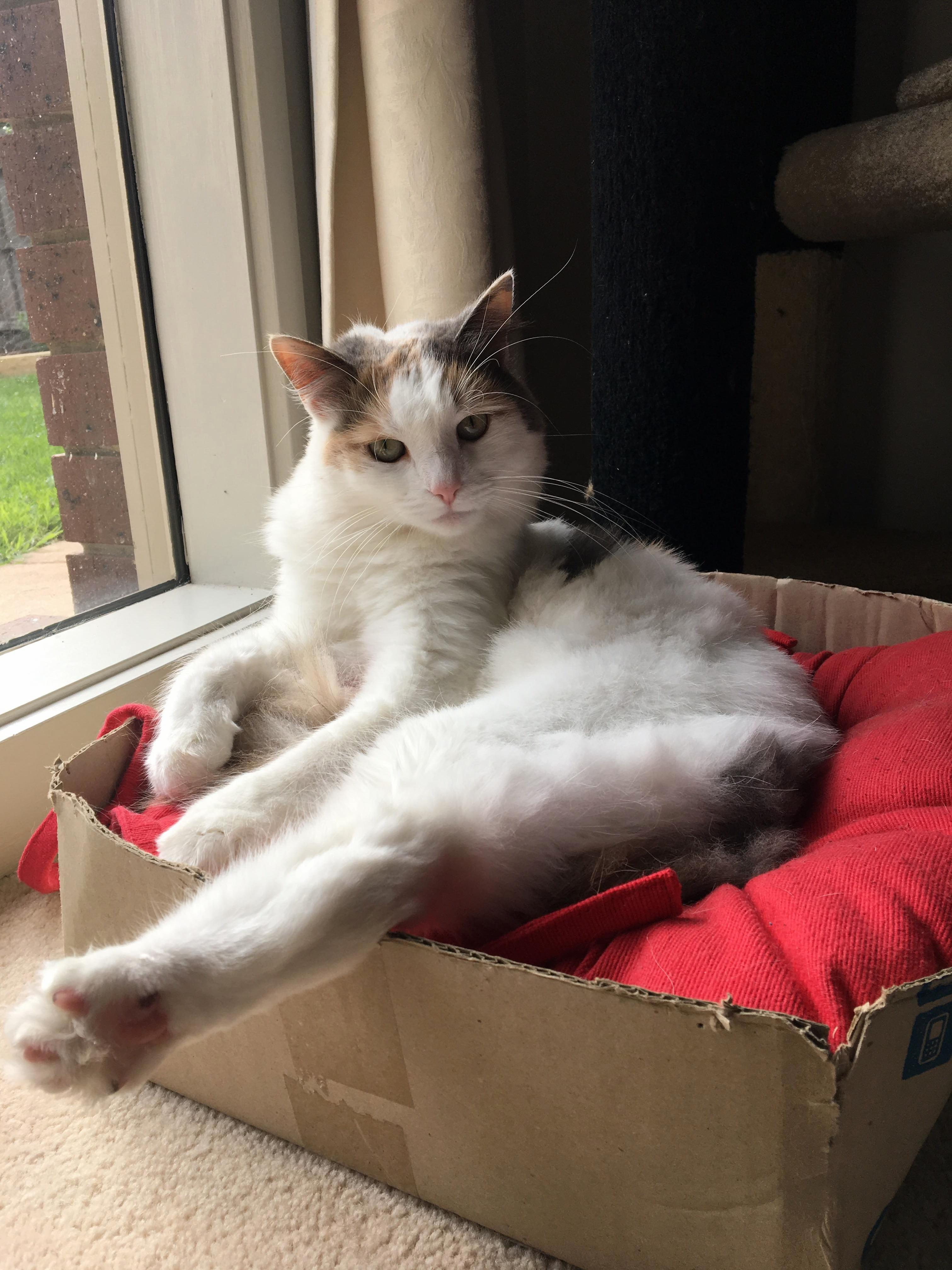 Update Cat Logic. the Bed Now Being Used