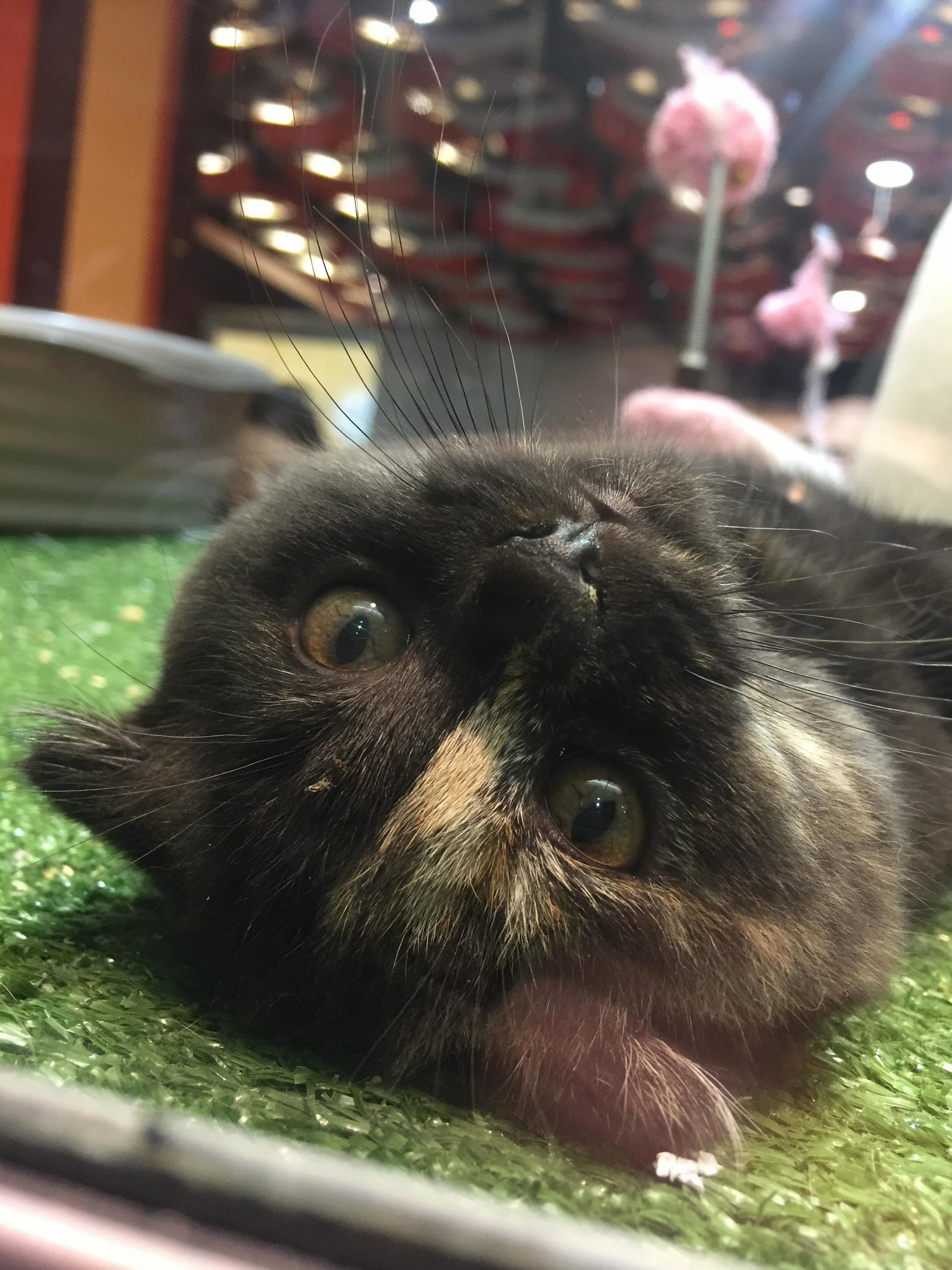 Upside Down Cat