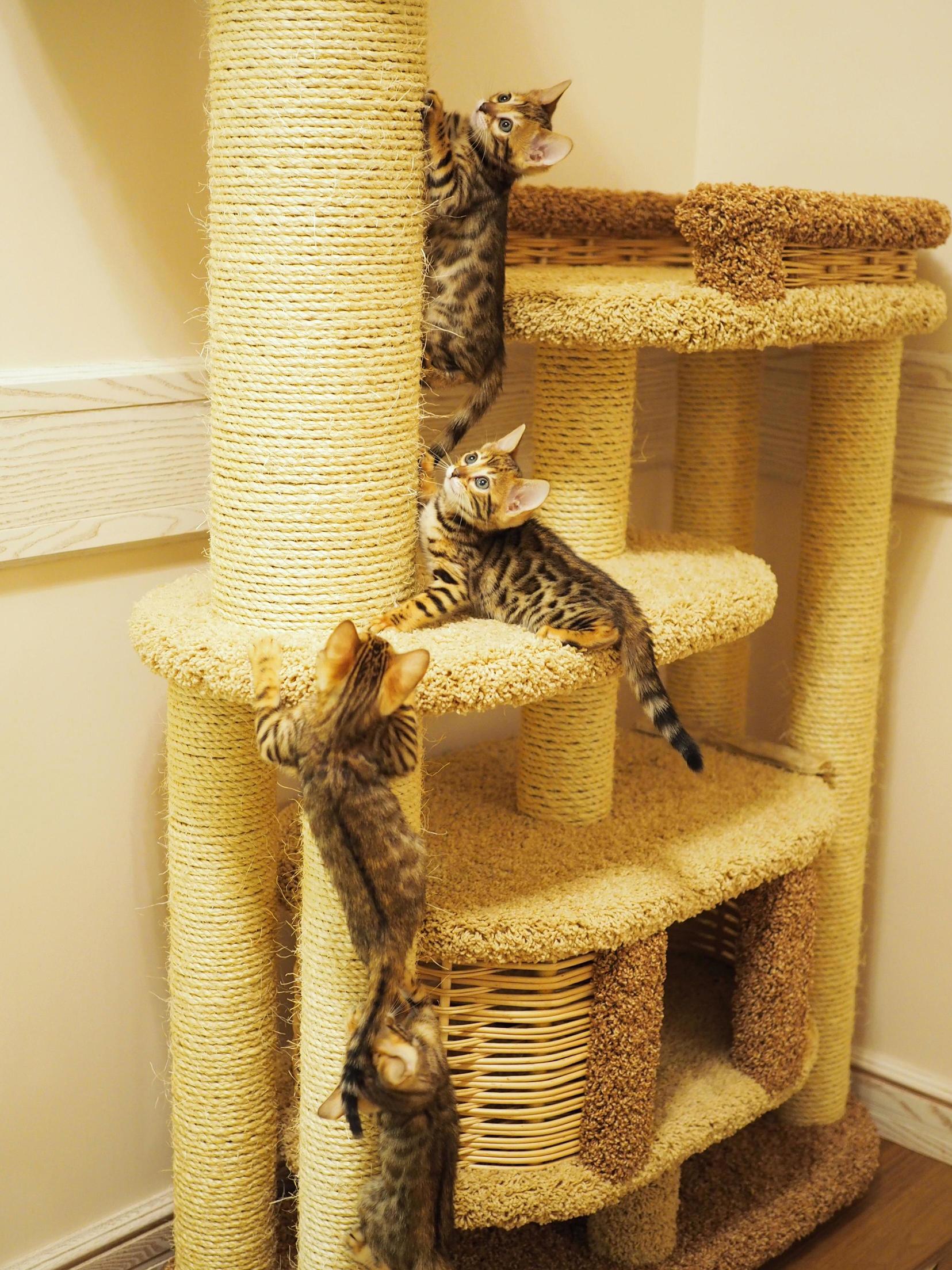 Waterfall from Cats