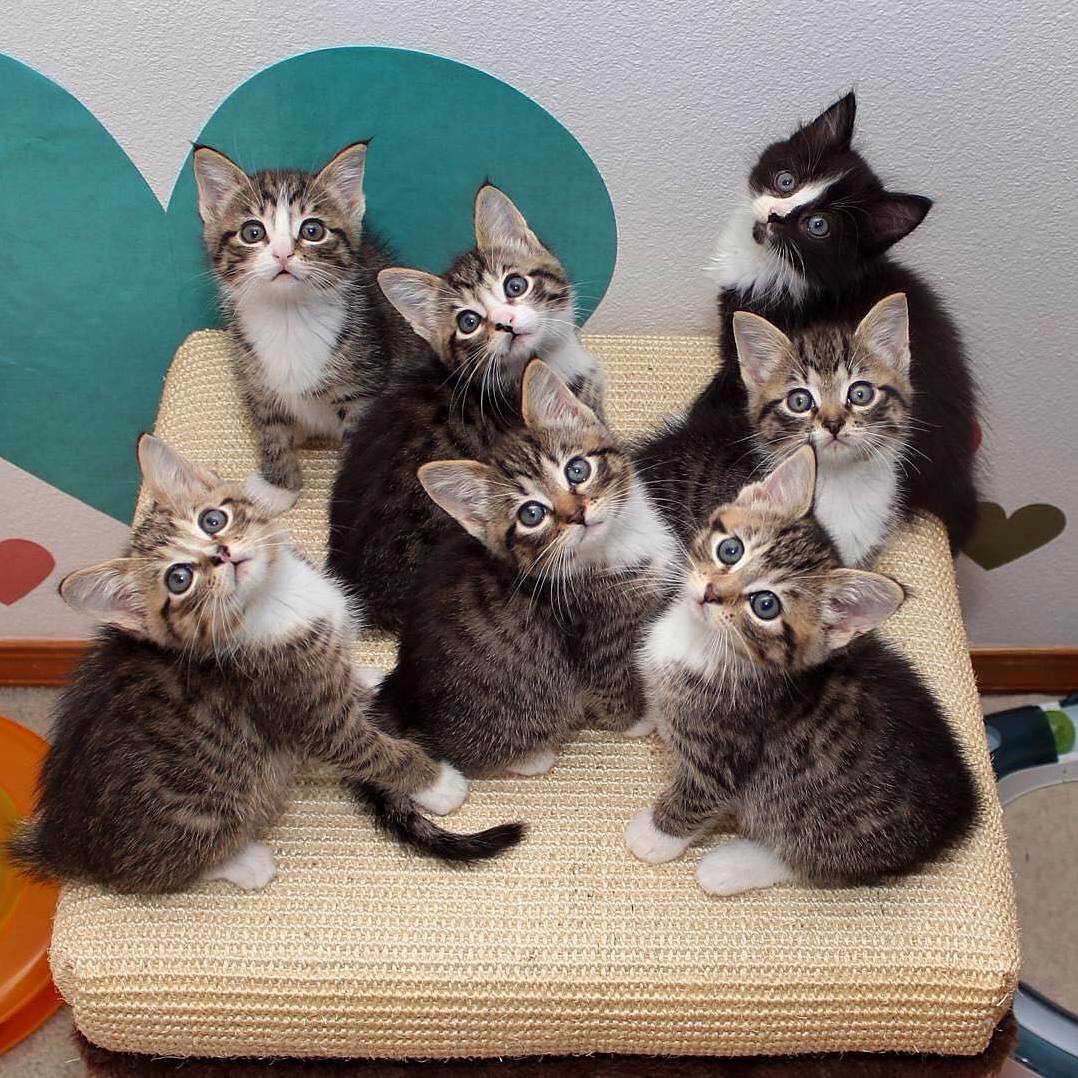 We Are 3 Brothers and 3 Sisters. and the Black Cat Is Our Uncle.