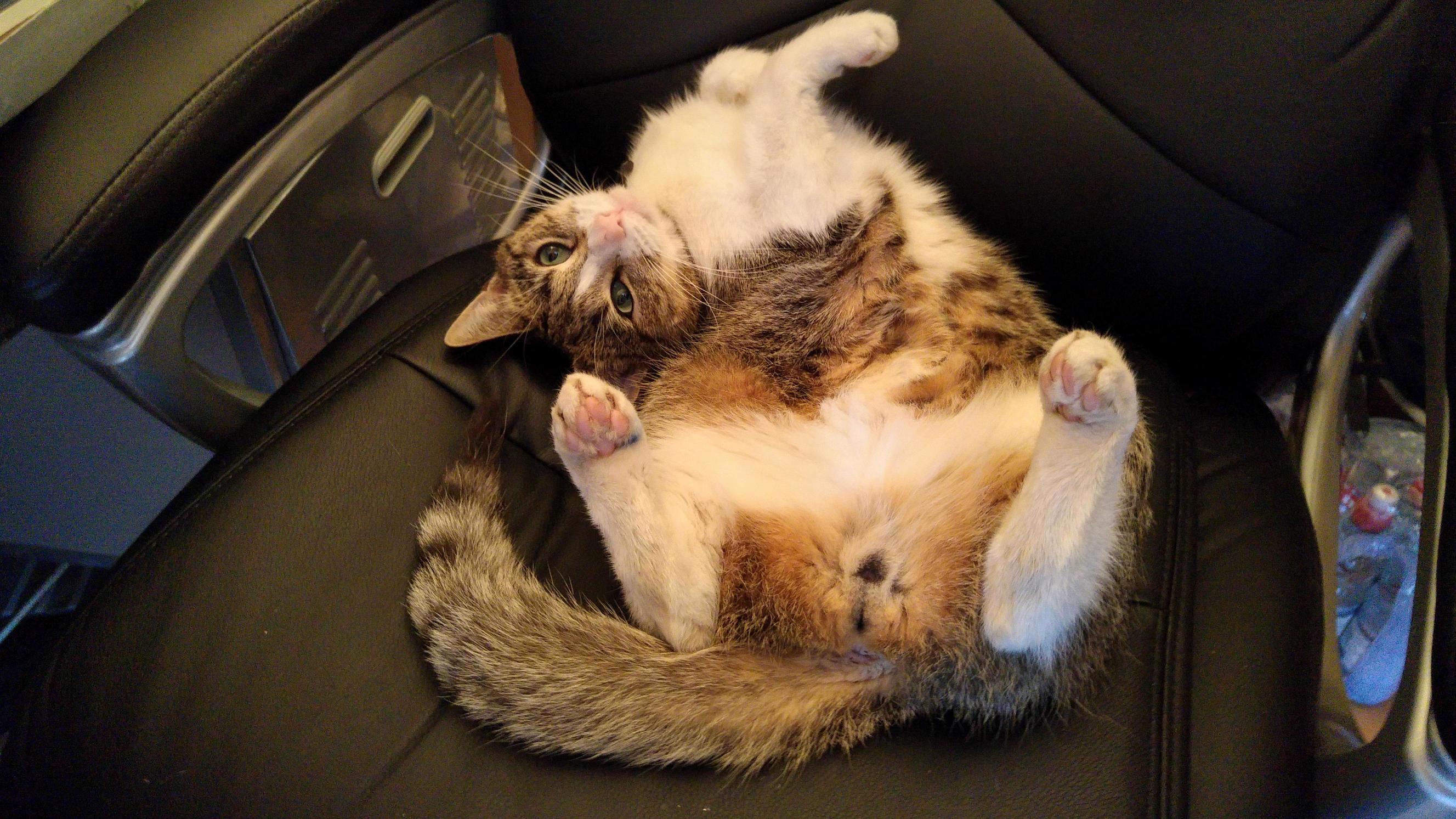 We Call Him Ollie the Dignified.