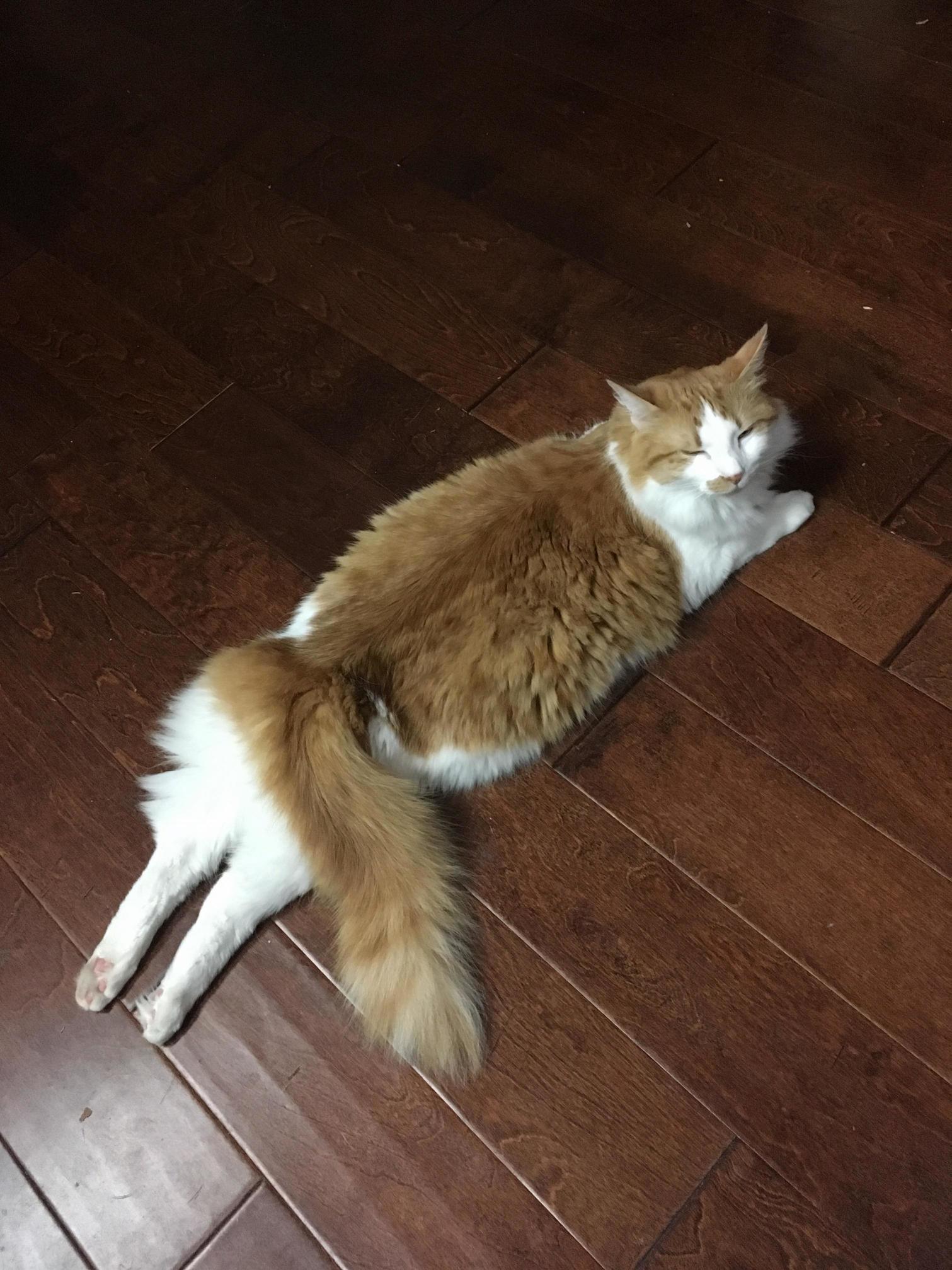 We Call Him Super Kitty When He Does This.
