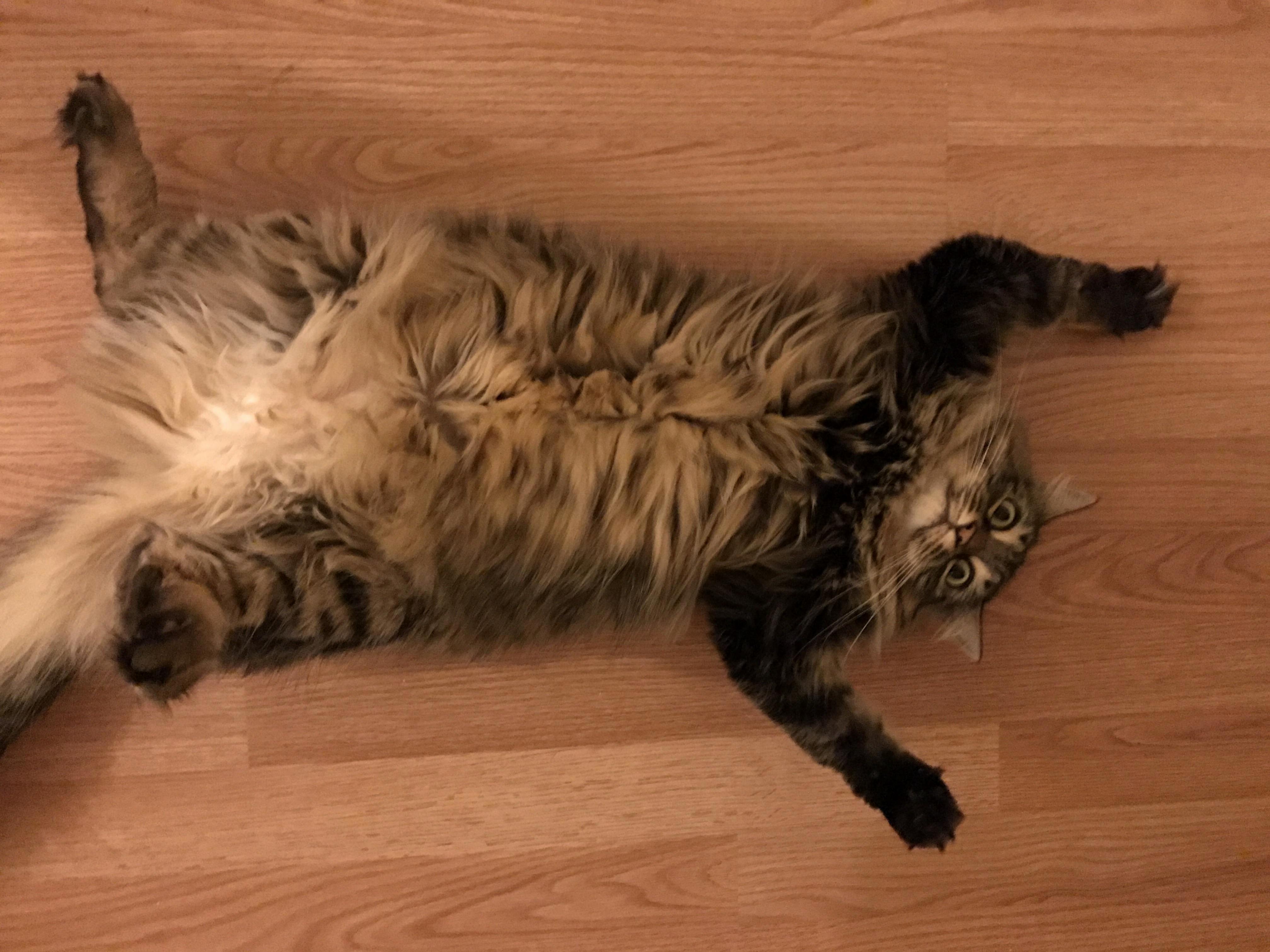 We Found This Skinny Kitten in a Mall Parking Lot 2 Years Ago. Now Shes a Feisty Ball of Floof.