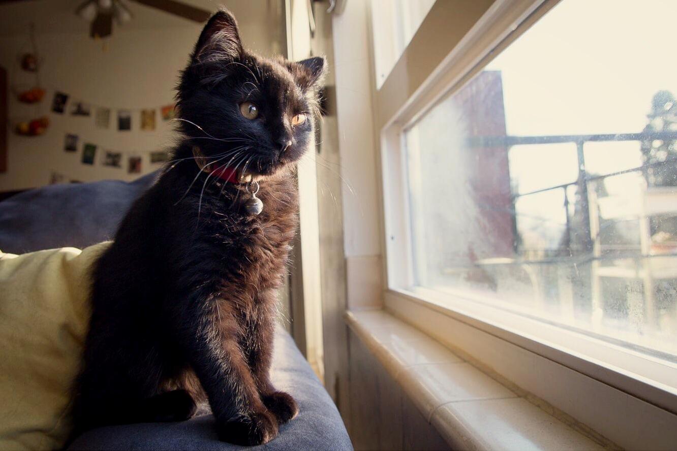 We Just Found Out Nox Is Fiv Negative After All