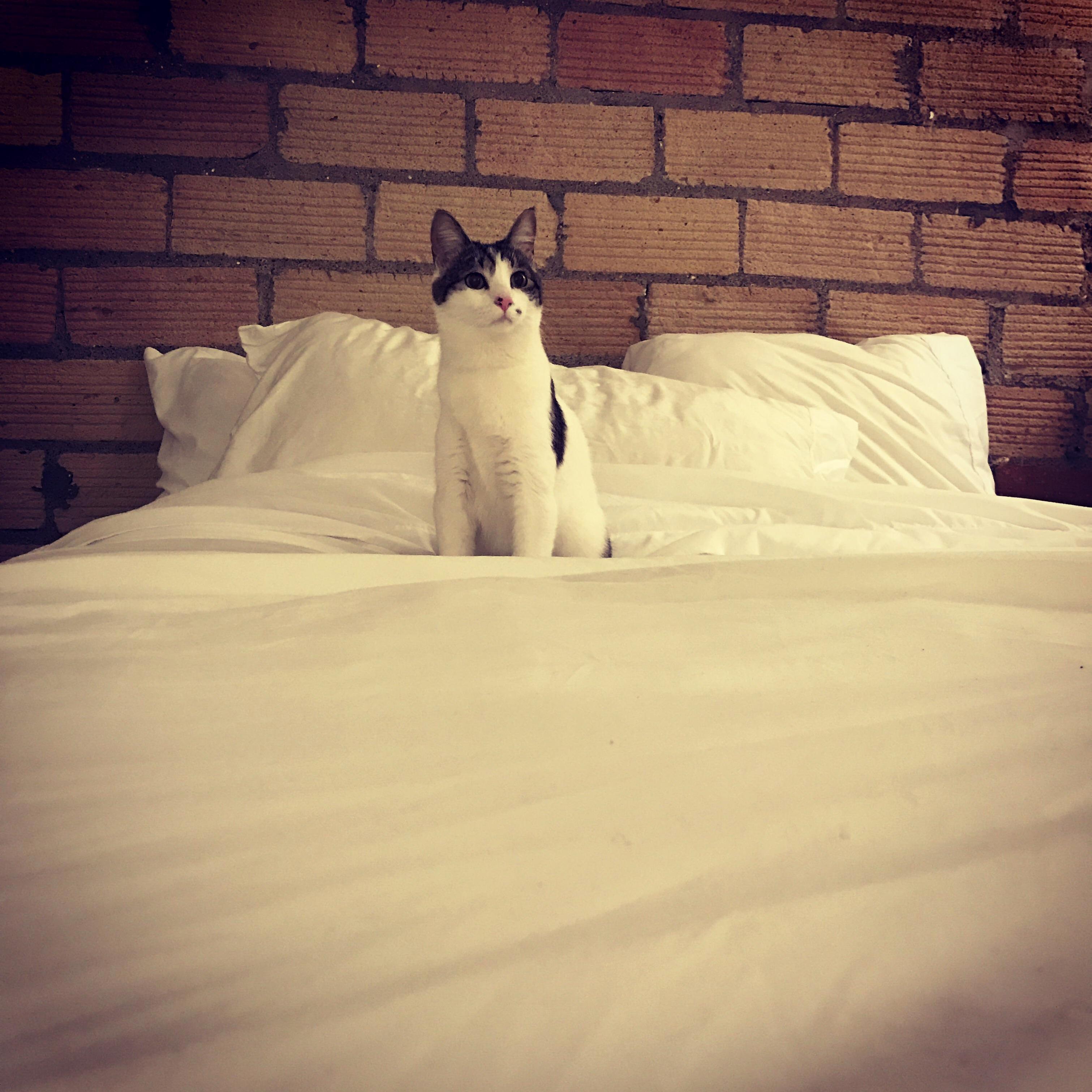 We Moved This Weekend and Rue Is Feeling Very Majestic in Her New Home.