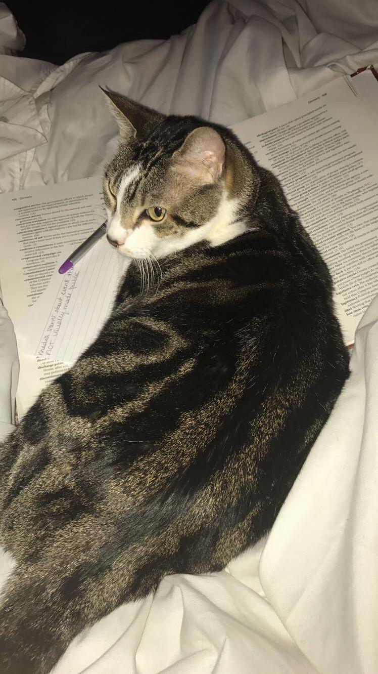 Well Looks Like I Cant Do My Homework Anymore Thanks Kiwi