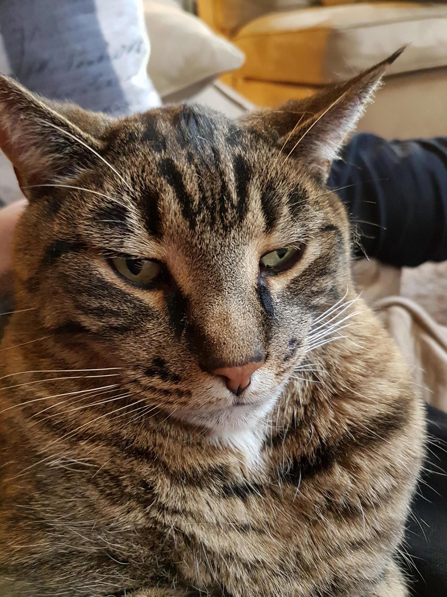 What Breed Do You Think My Grumpy Cat Is