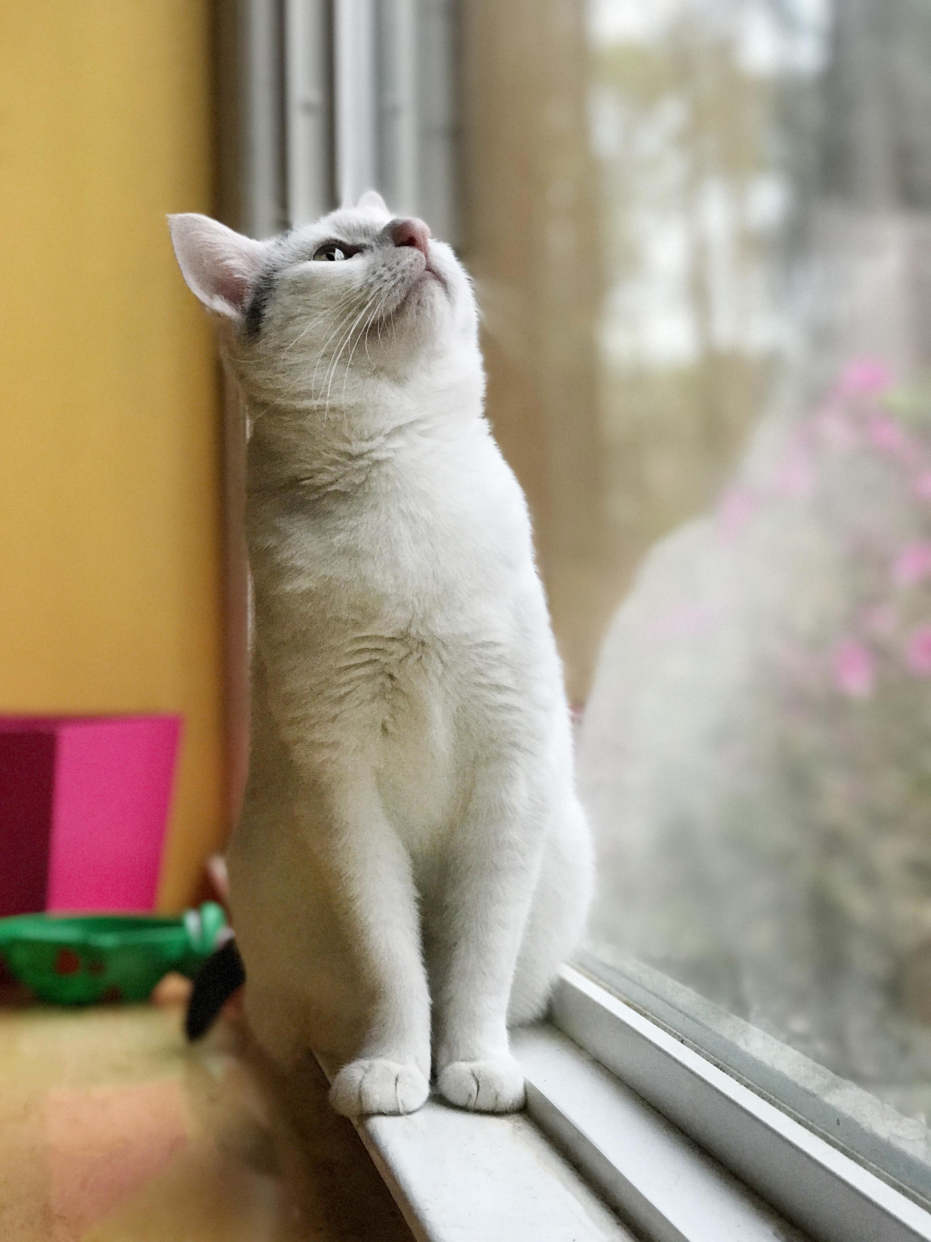 What Do Cats Think About