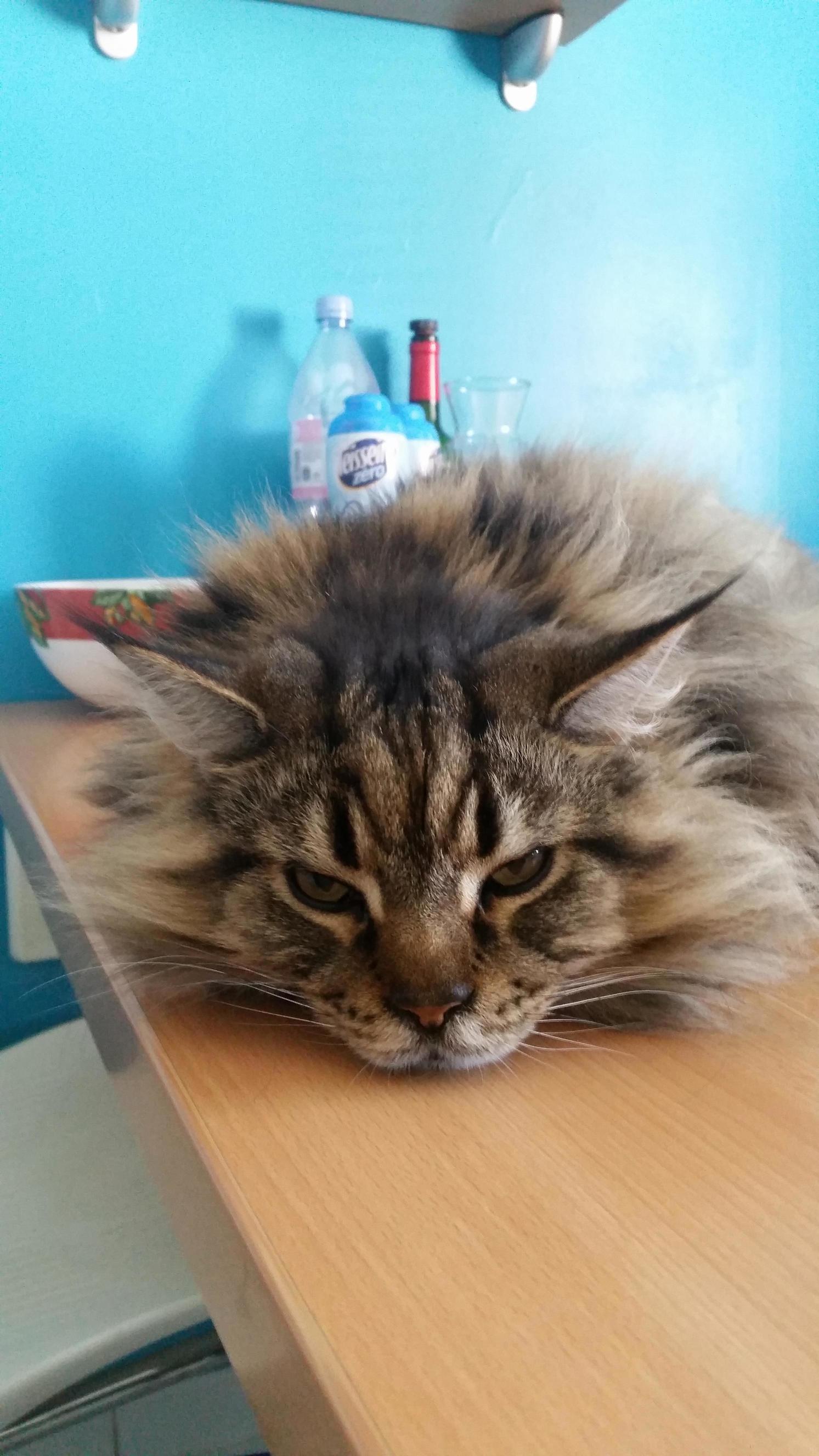 When You Just Cant Be Bothered.