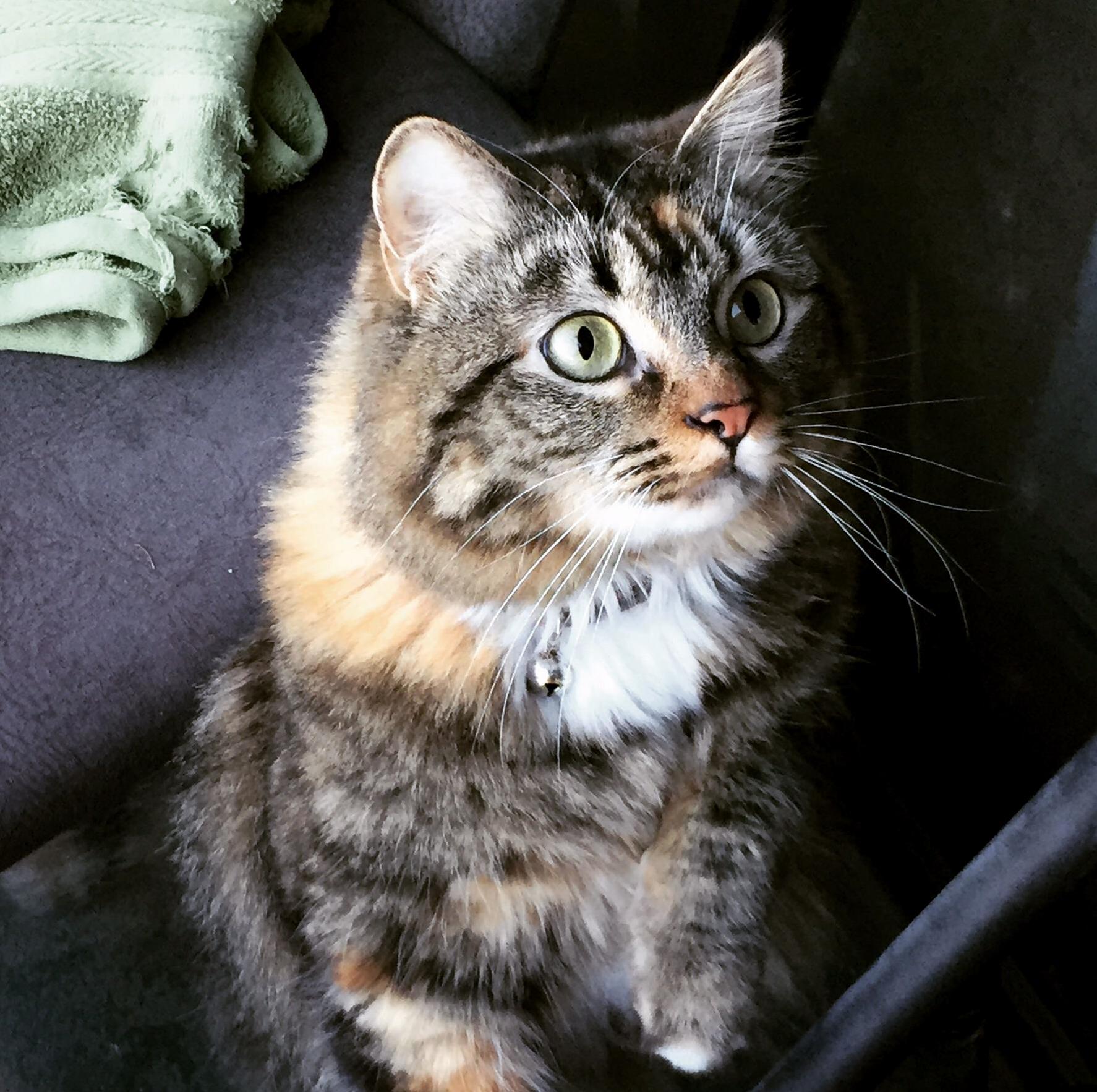 When You Let Your Inside Cat Out on the Balcony and Shes Begging You to Let Her Back in the House
