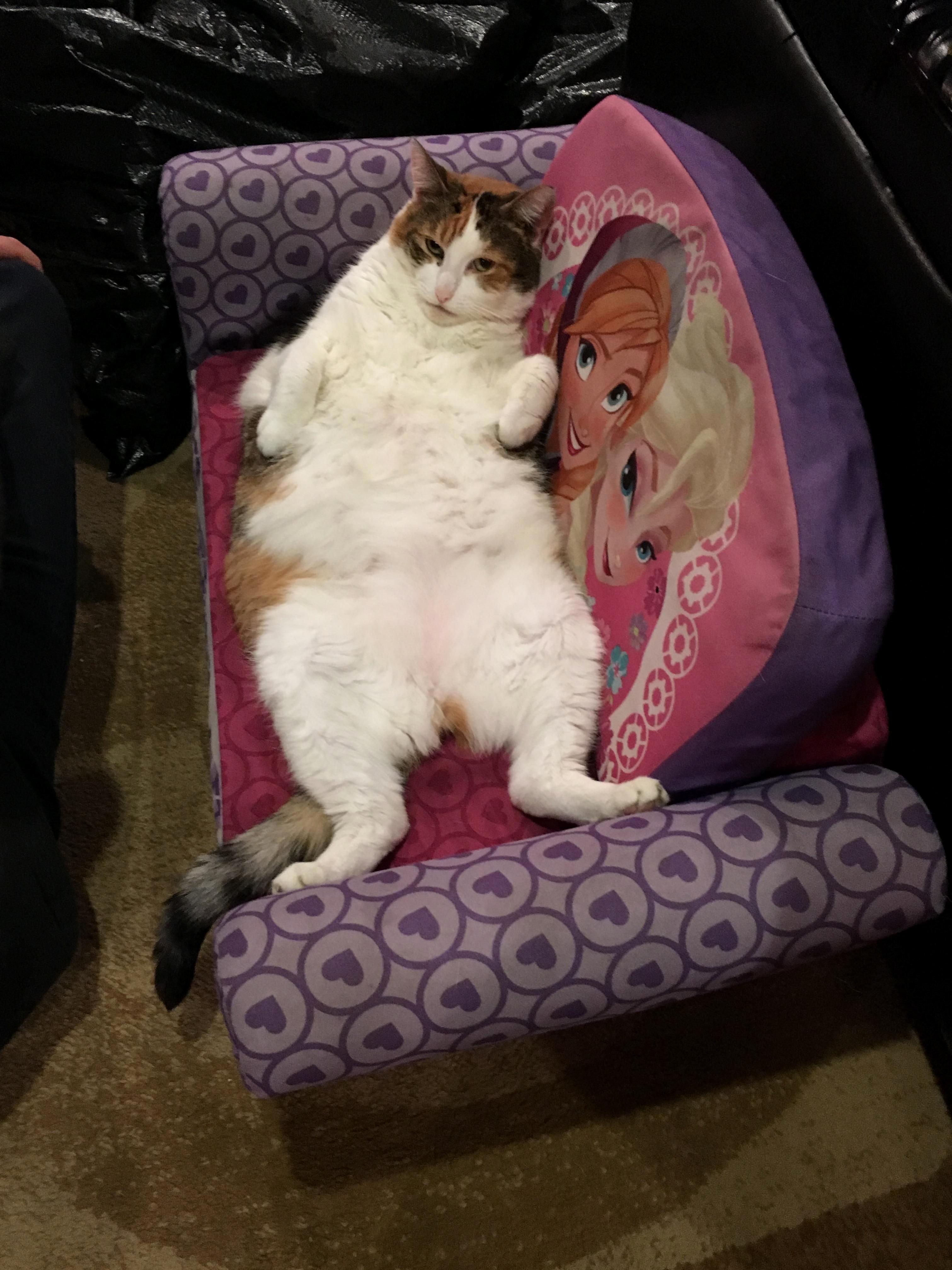 Where My Cat Can Be Found 90 of the Time