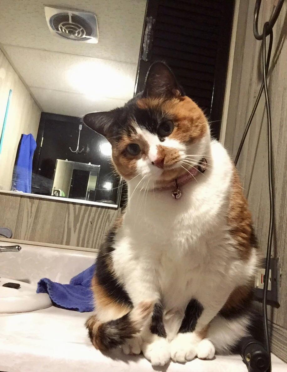 Why Cant I Use the Bathroom in Peace