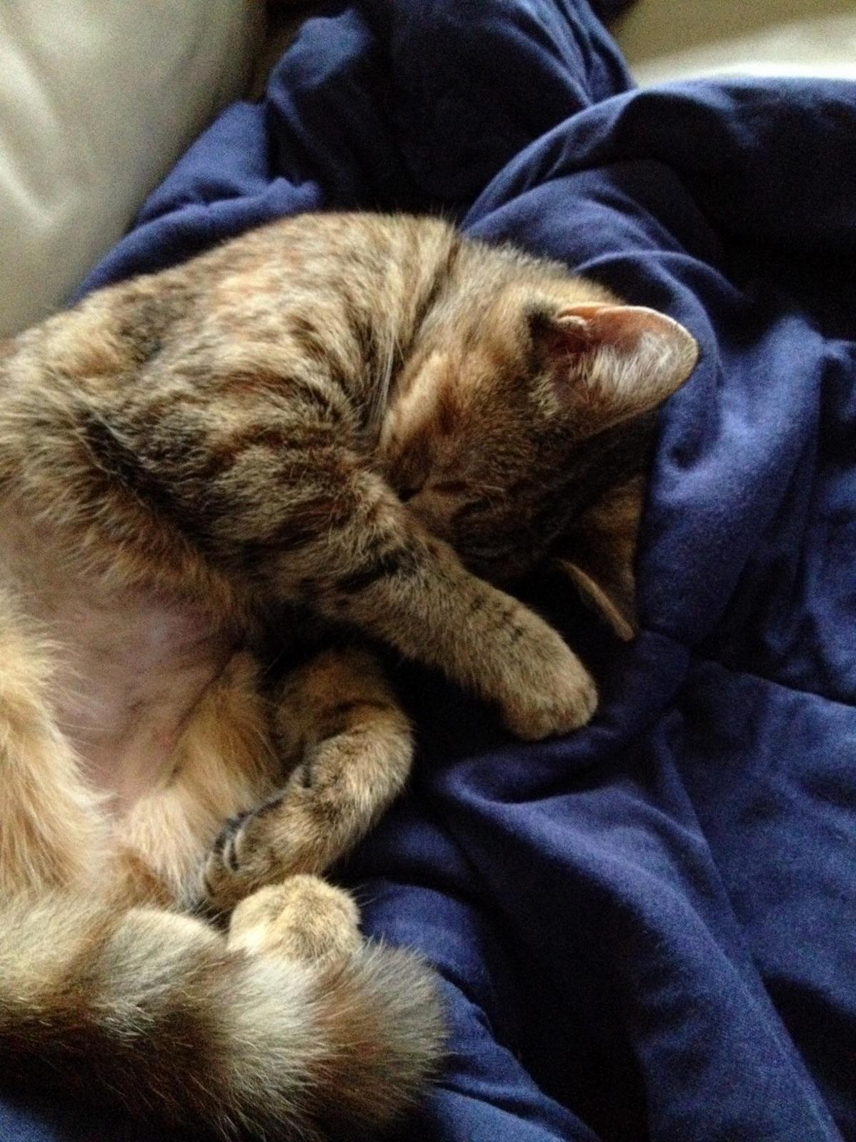 Willie Is Cutest When She Raises Her Paws to Cover Her Face When She Sleeps.
