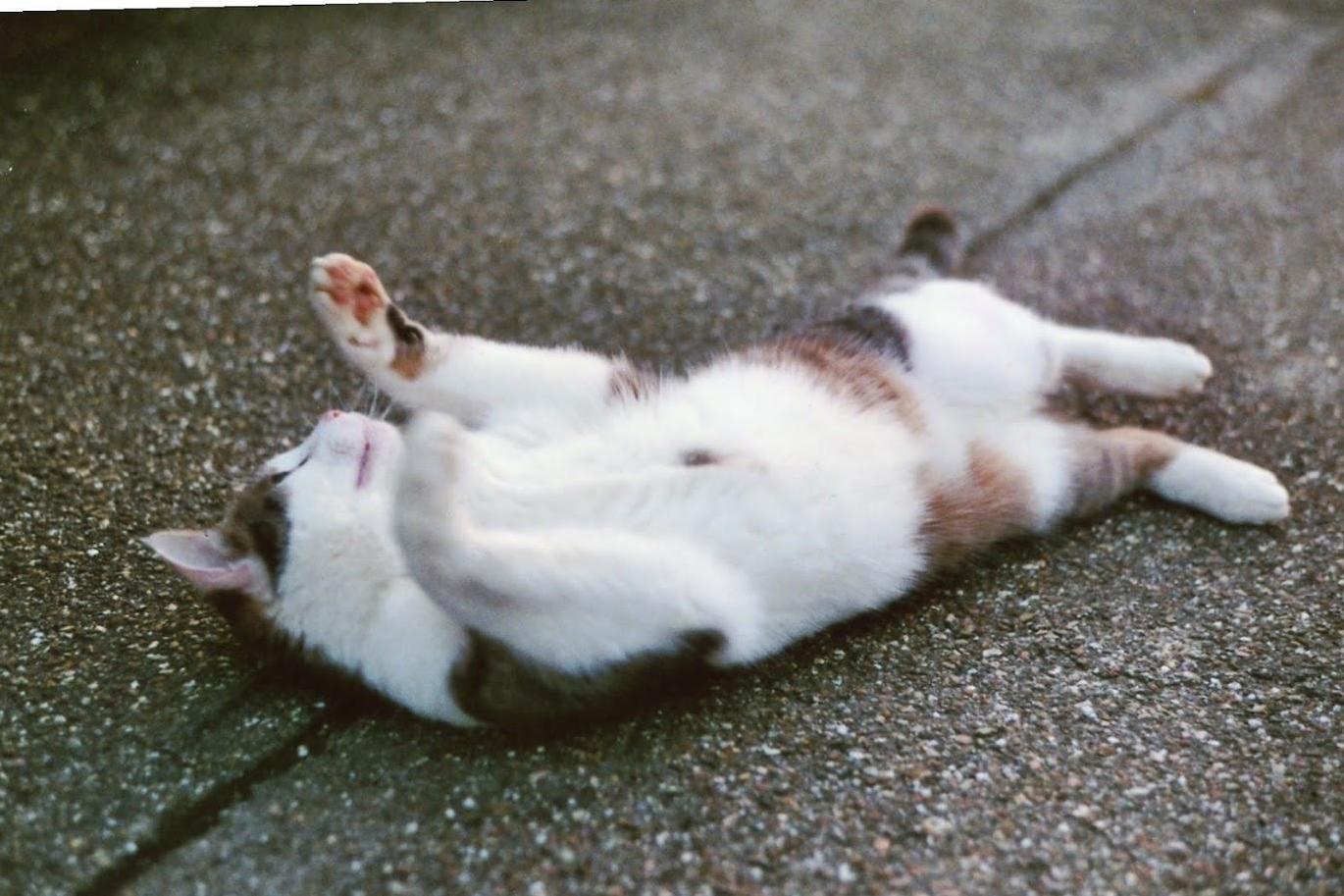 Wim Showing Off His Pillowy Belly
