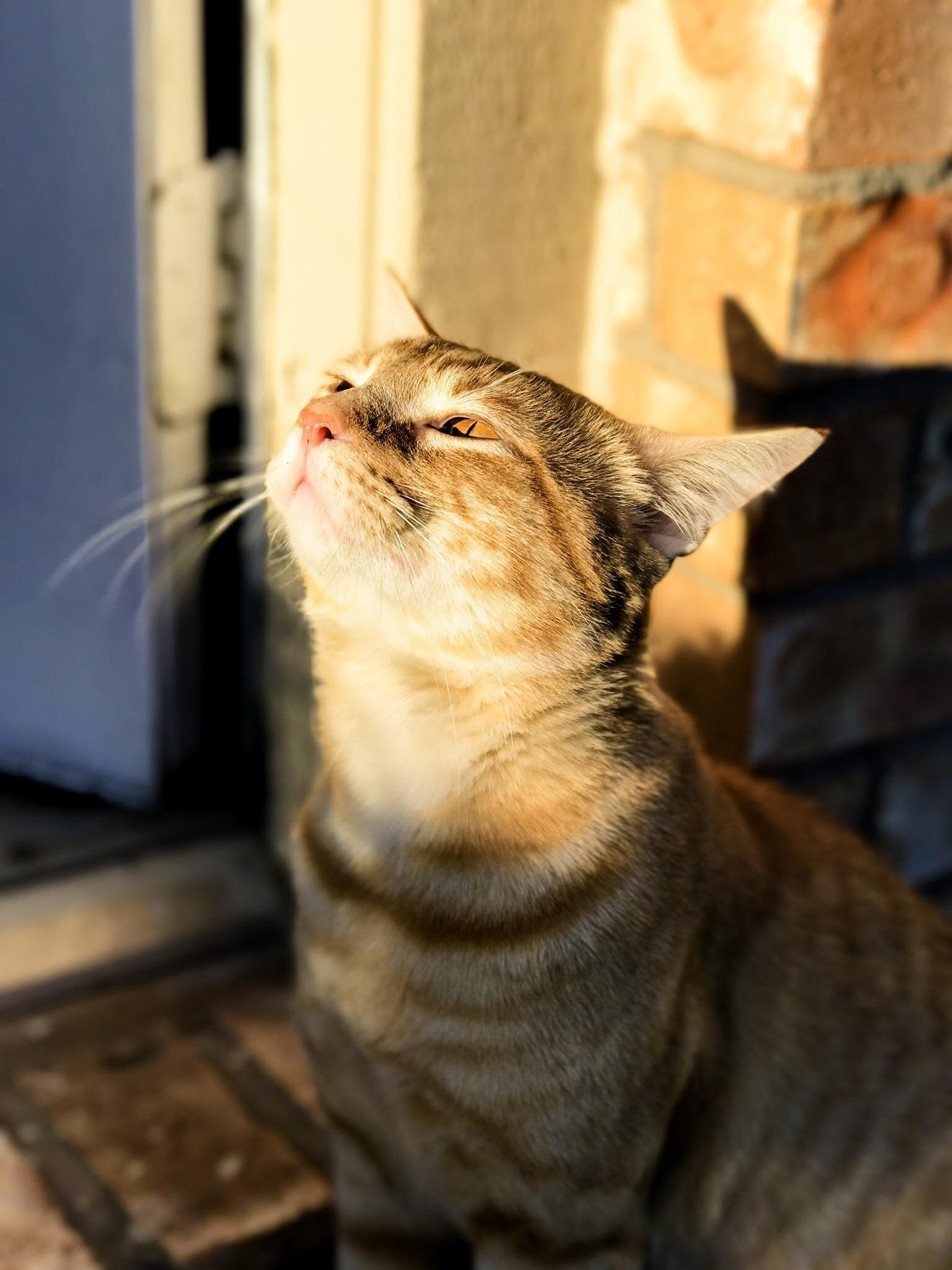 Winston Deep in Thought While Enjoying the Sunrise