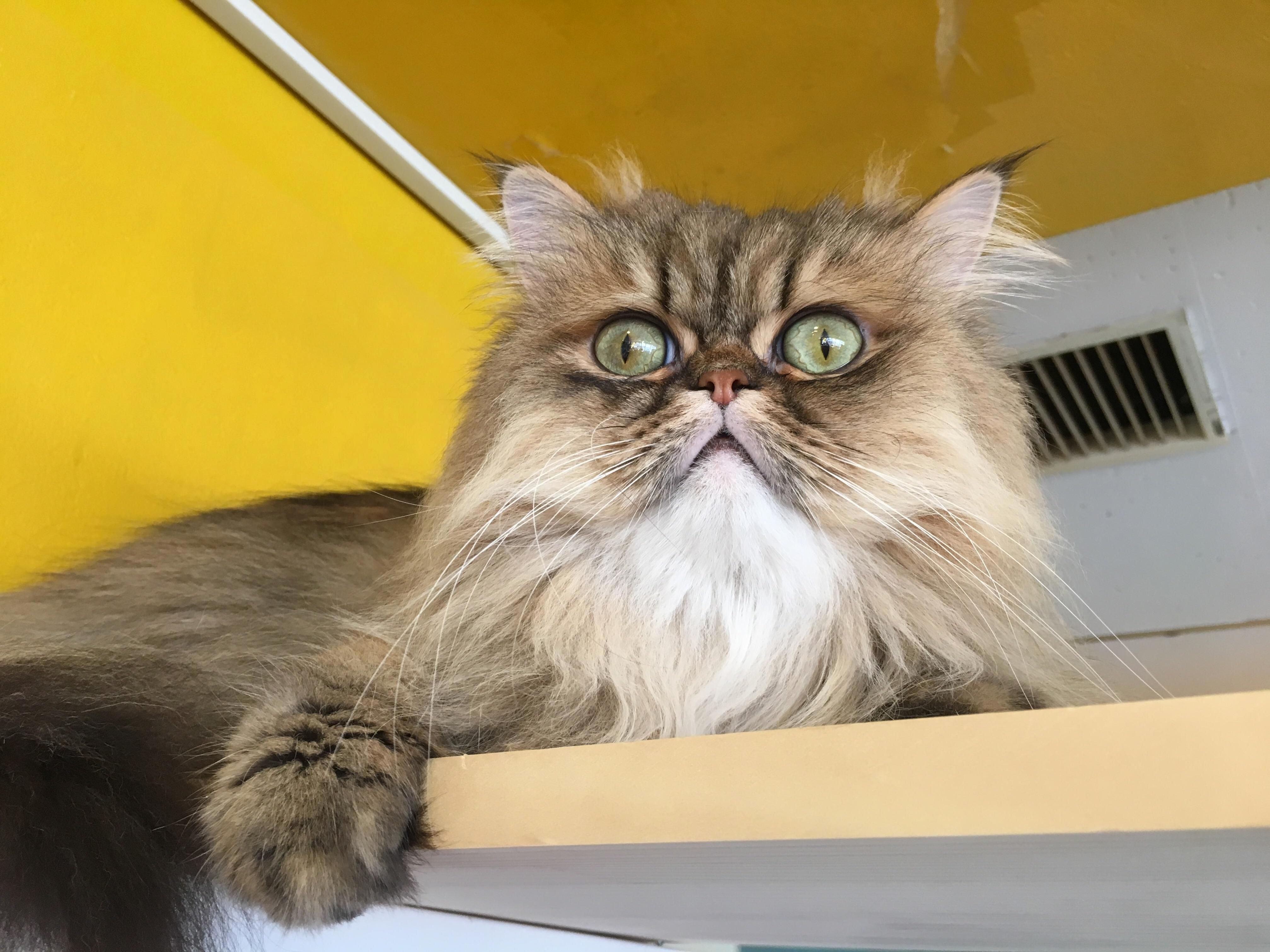 Wise Old Cat Has Seen the End of All Things