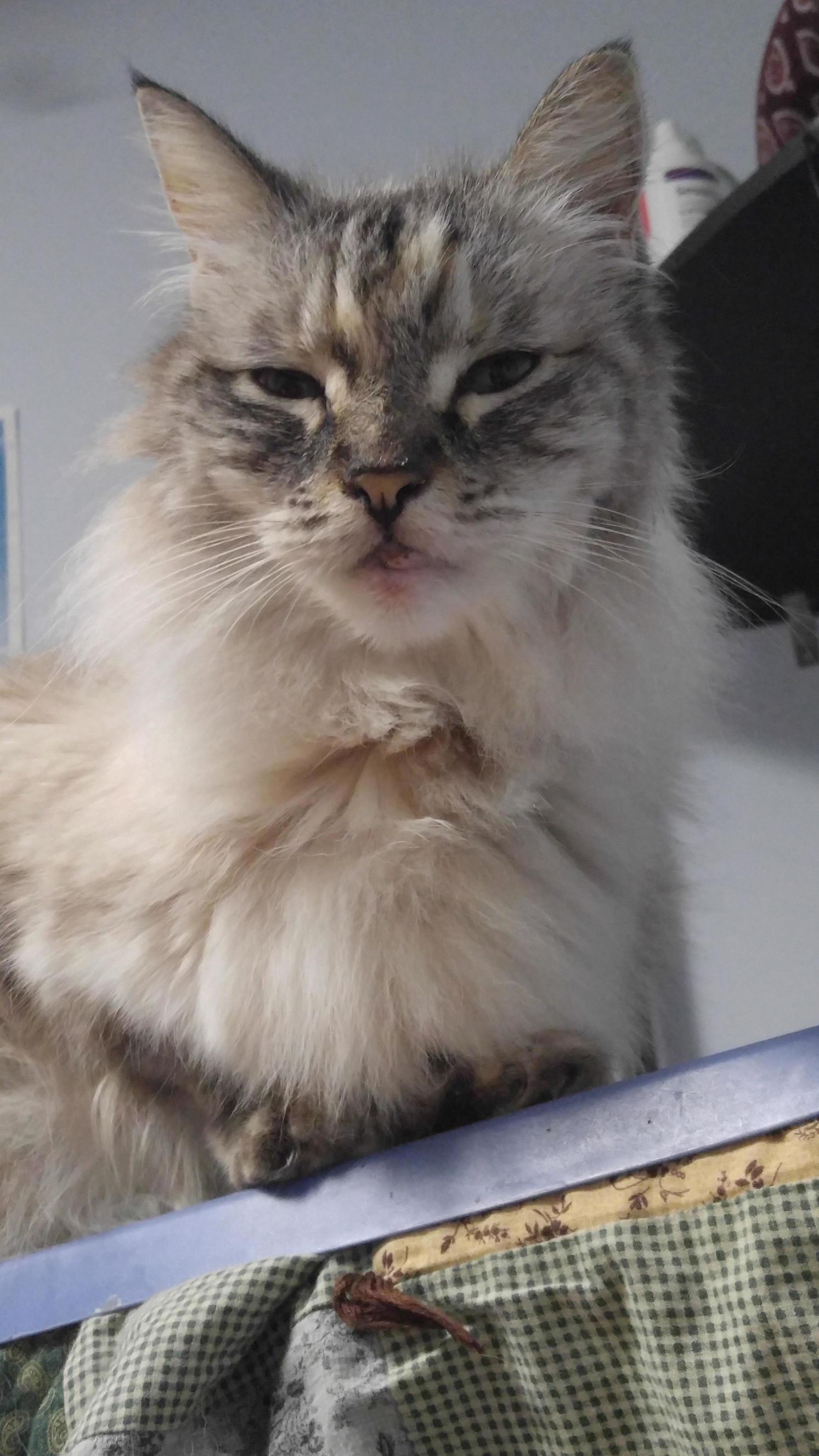 Wish My Fur Baby a Happy 16th
