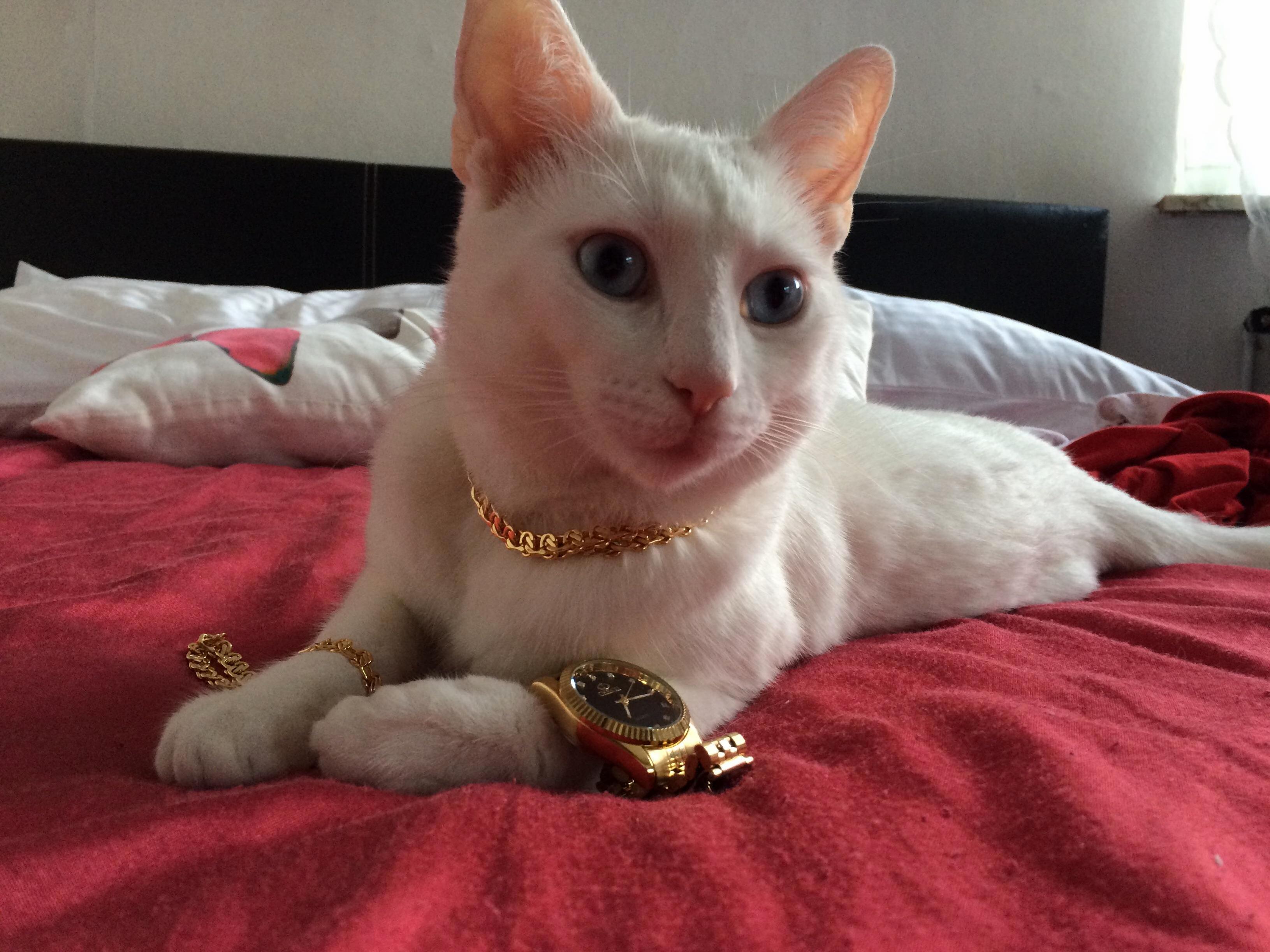 Work Hard Meow Hard