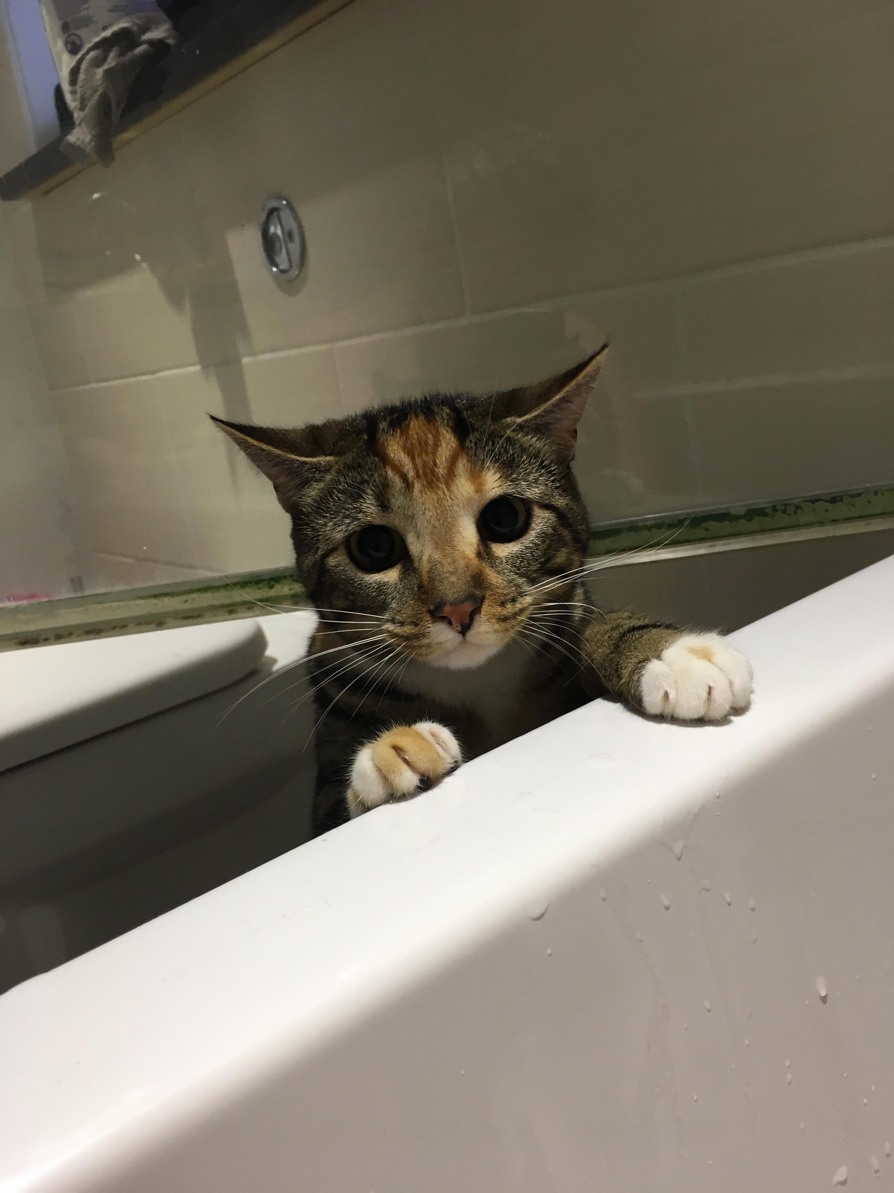 Wotcha Doing or How I Can Never Have a Bath in Peace