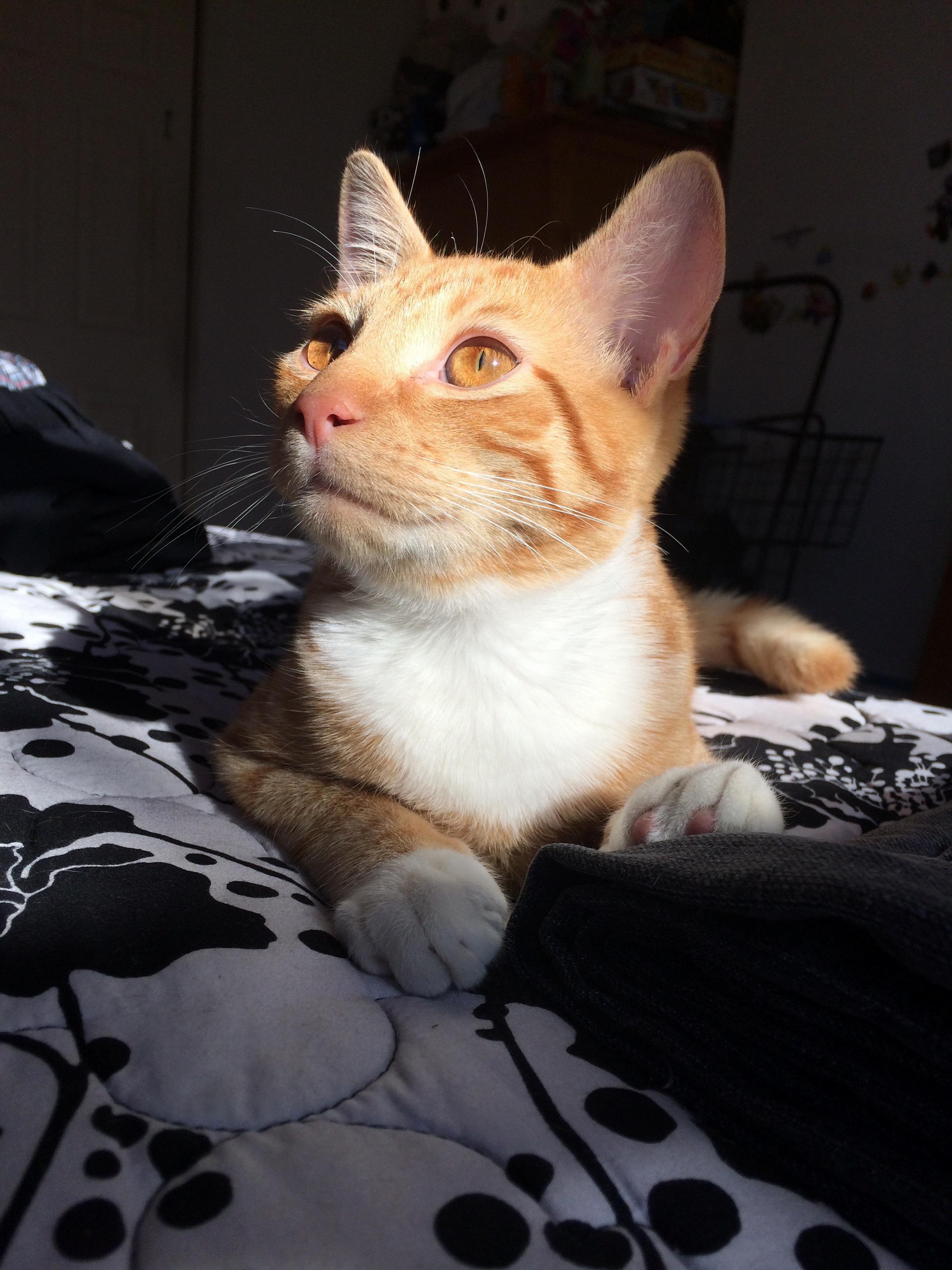 You Are the Sunshine of My Life