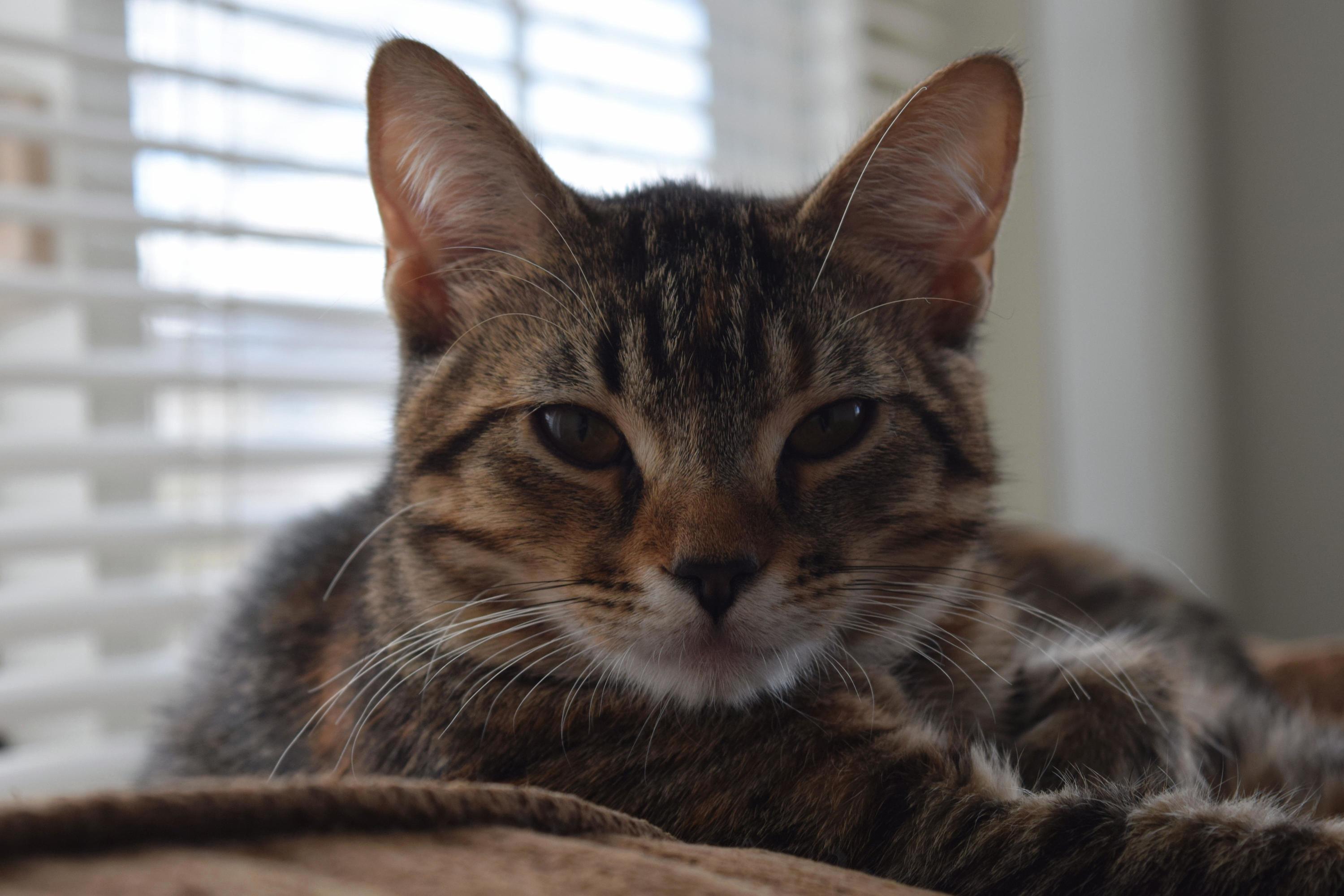 Zelda the Cat