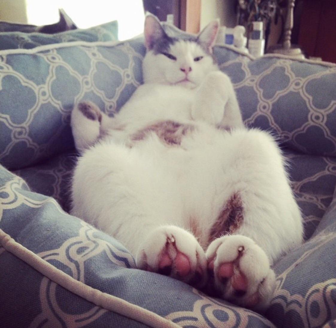 Ziggy Likes to Sleep on His Back - Hes a Silly Cat