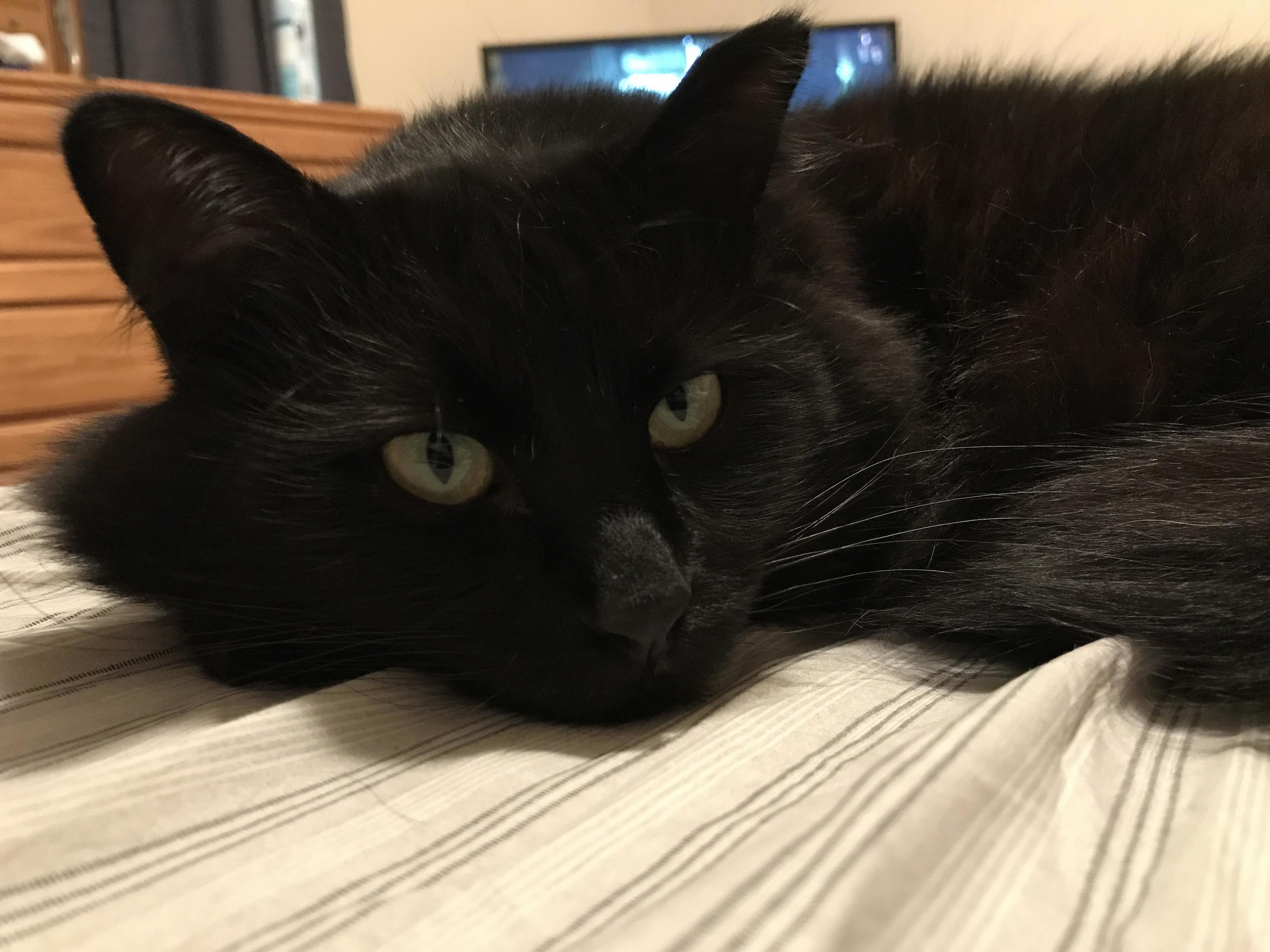 Kitty Cat