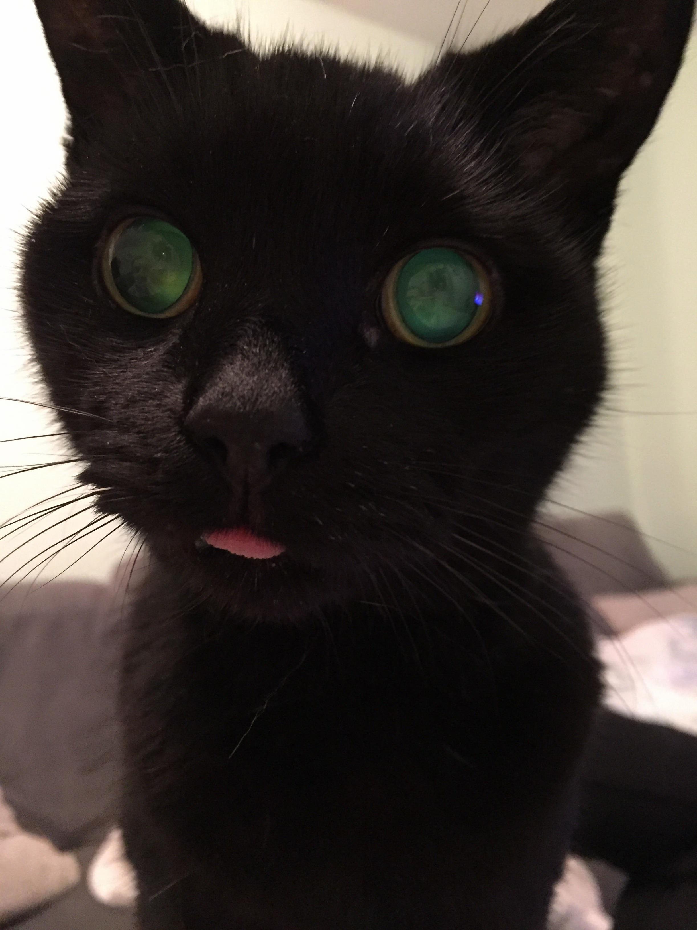10 Year Old Blind Derp