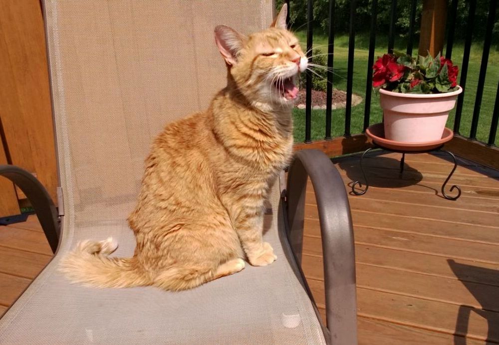 20 Year Old Cat Can Still Roar