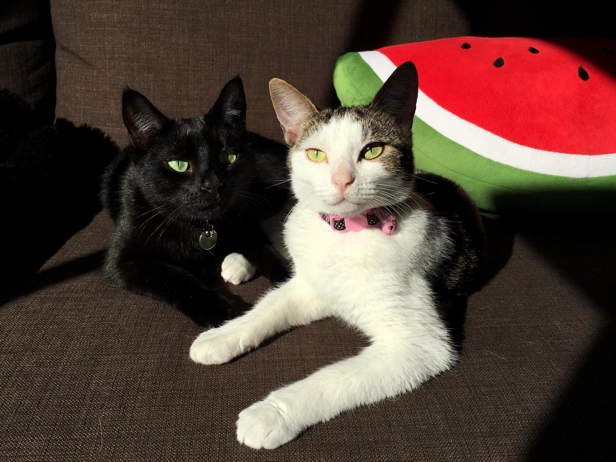 6 Months Ago We Headed to the Shelter to Adopt a Cat for Our New Home. at the Last Minute We Decided on Two. Turns Out Theyre Best Friends.