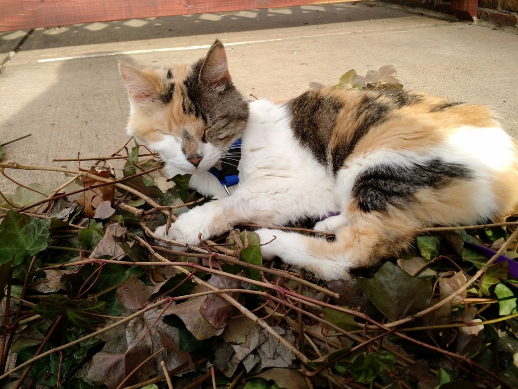 8 Months Since I Lost My Kitty of 19 Years Just Wanted to Share Her with So Everyone Knows How Sweet She Was. 3