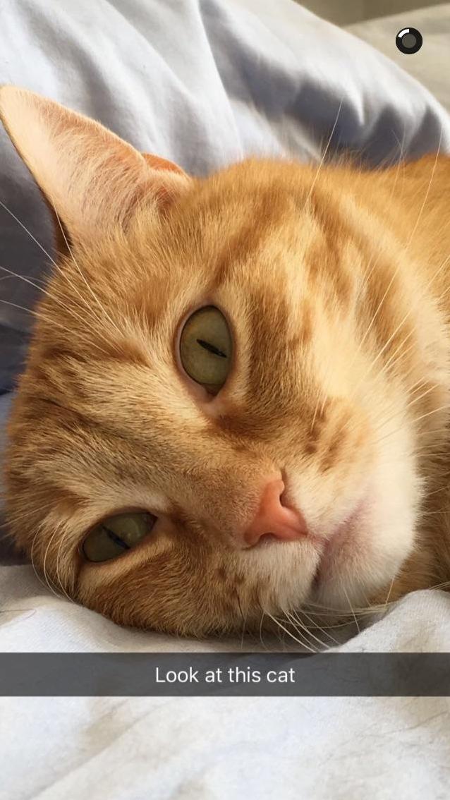 A Beautiful Cat Those Eyes...