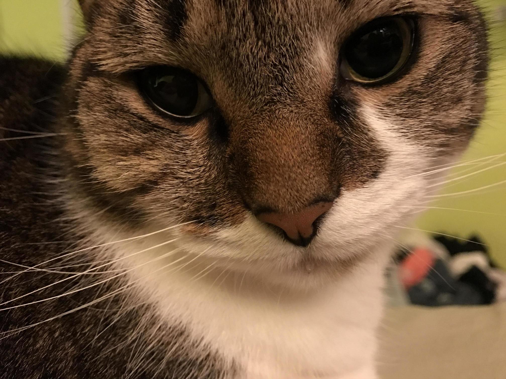 A Boopable Nose and a Bit of Drool