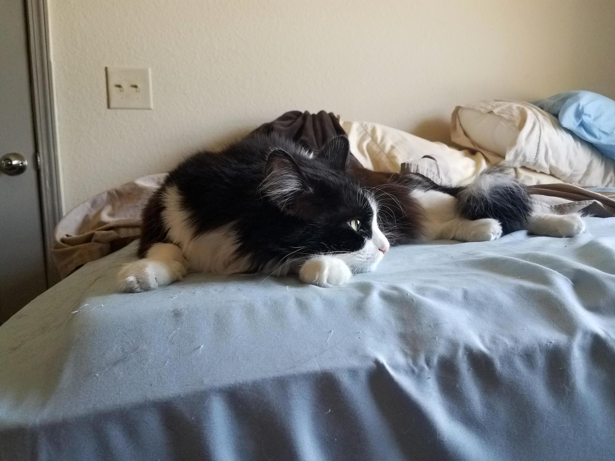 A Cat Too Cool to Look at the Camera