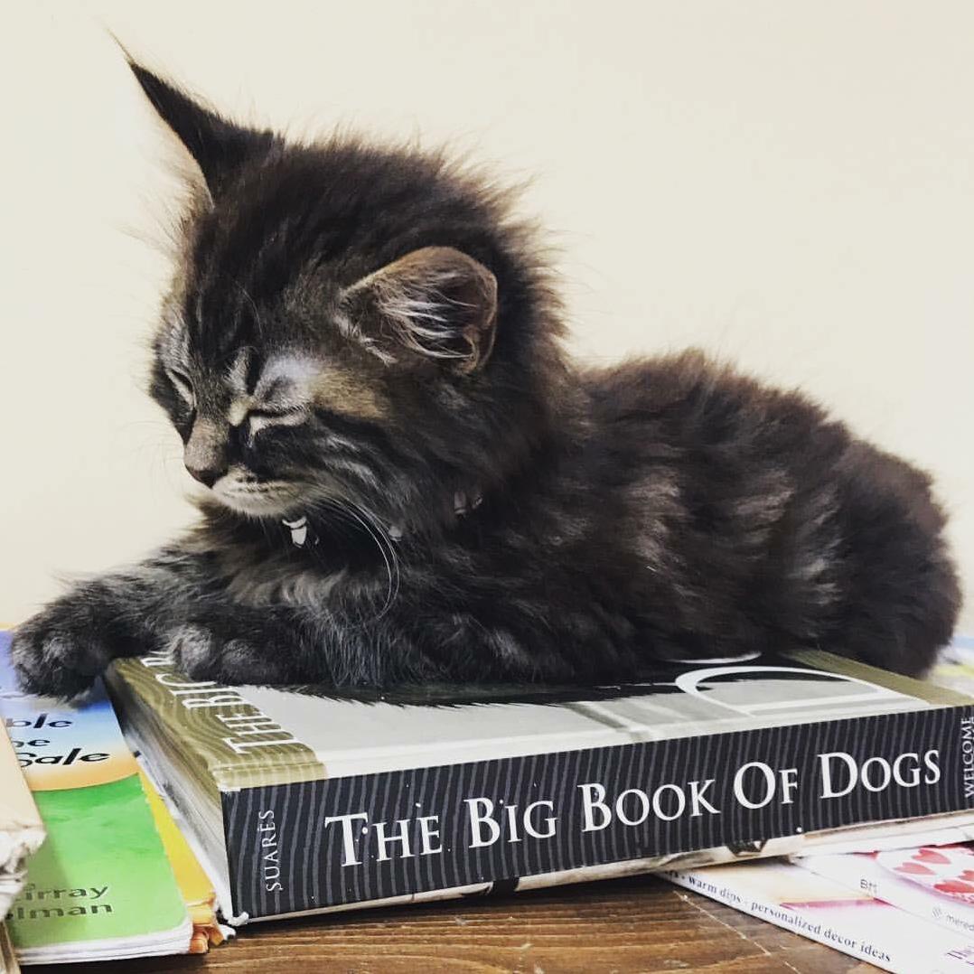 A Cutie That Was Found Under a Car