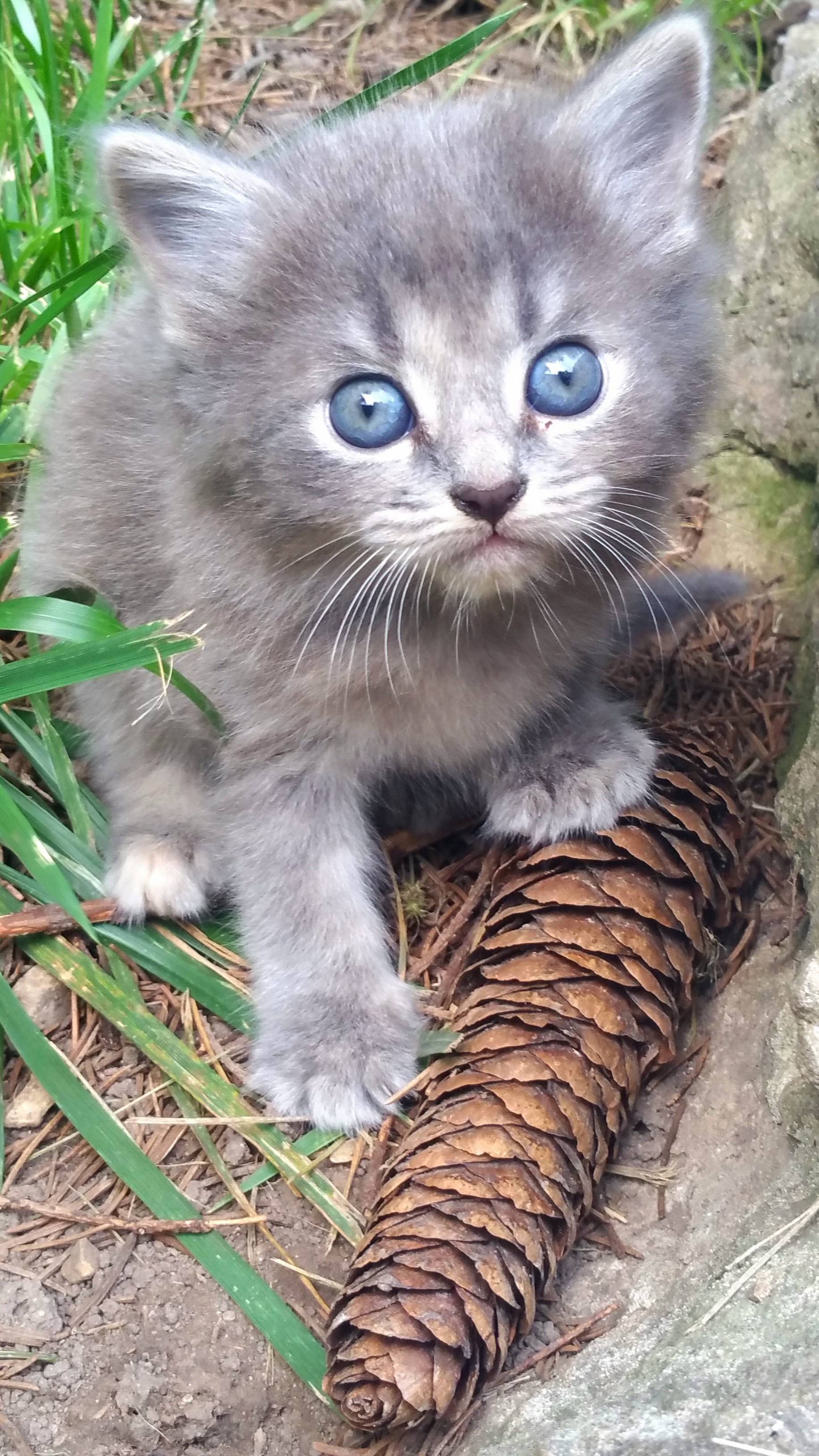 A Kin and His Pinecone