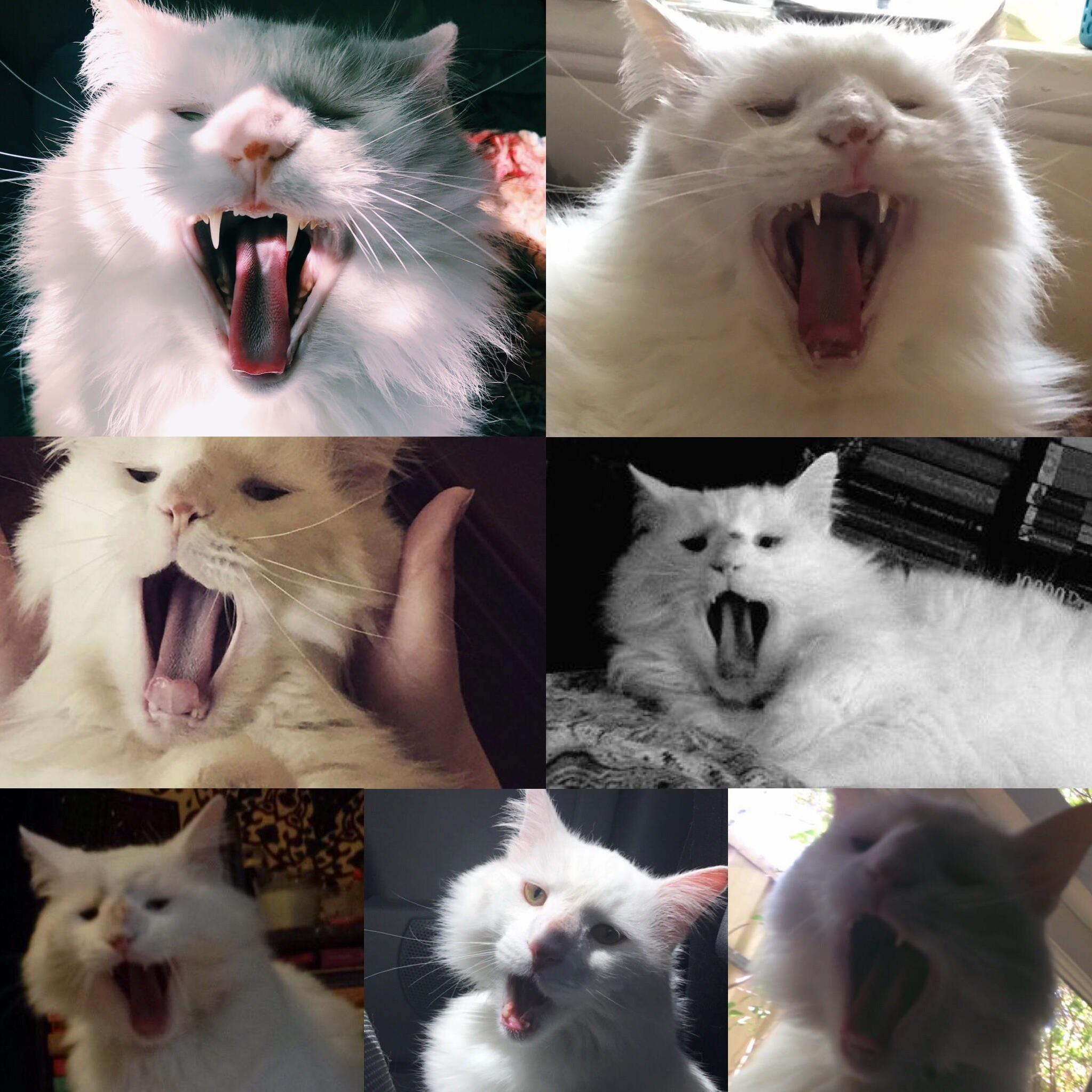 A Series of Patrick Yawns