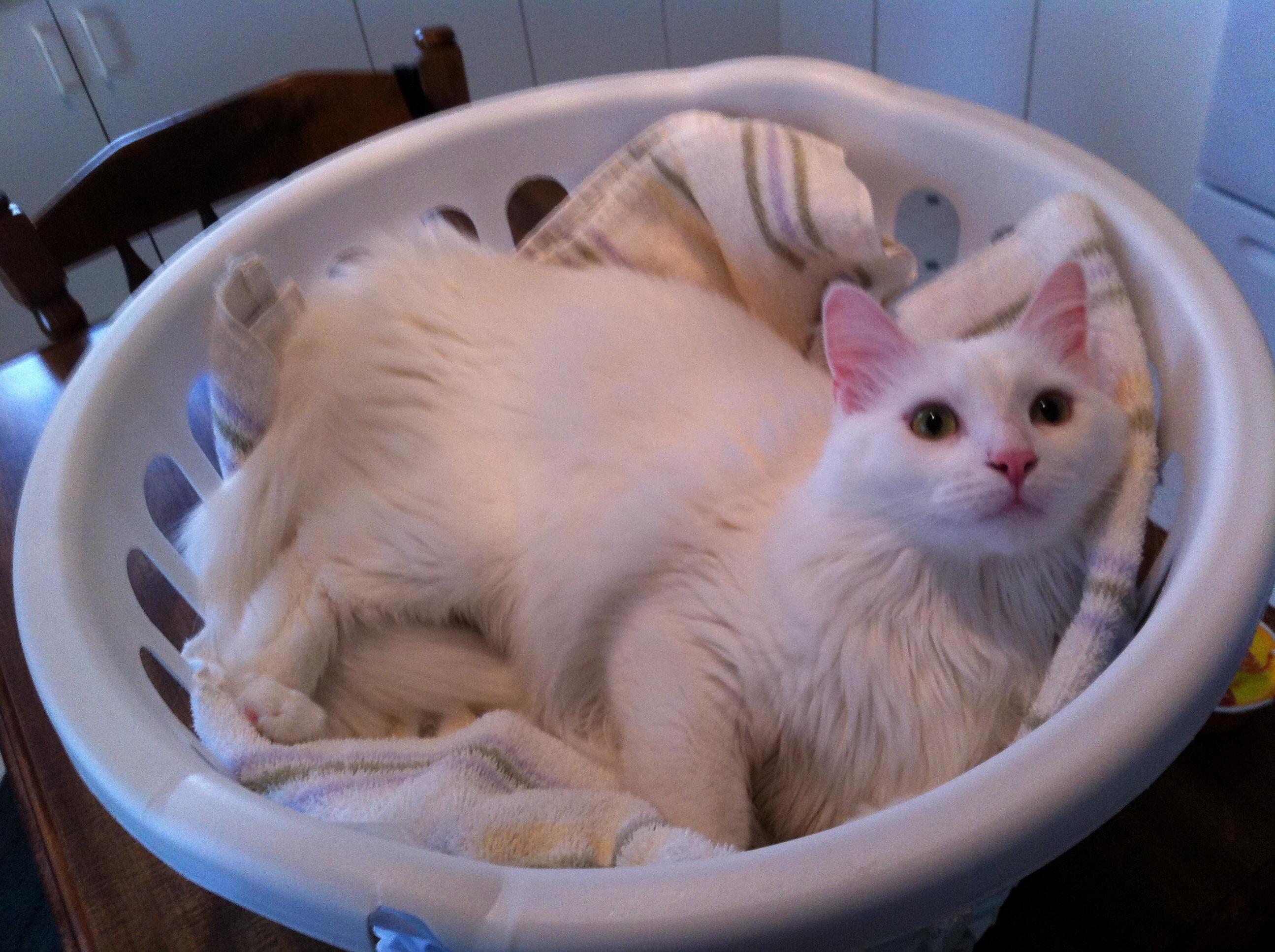 A Tisket a Tasket This Is Puff in a Basket P