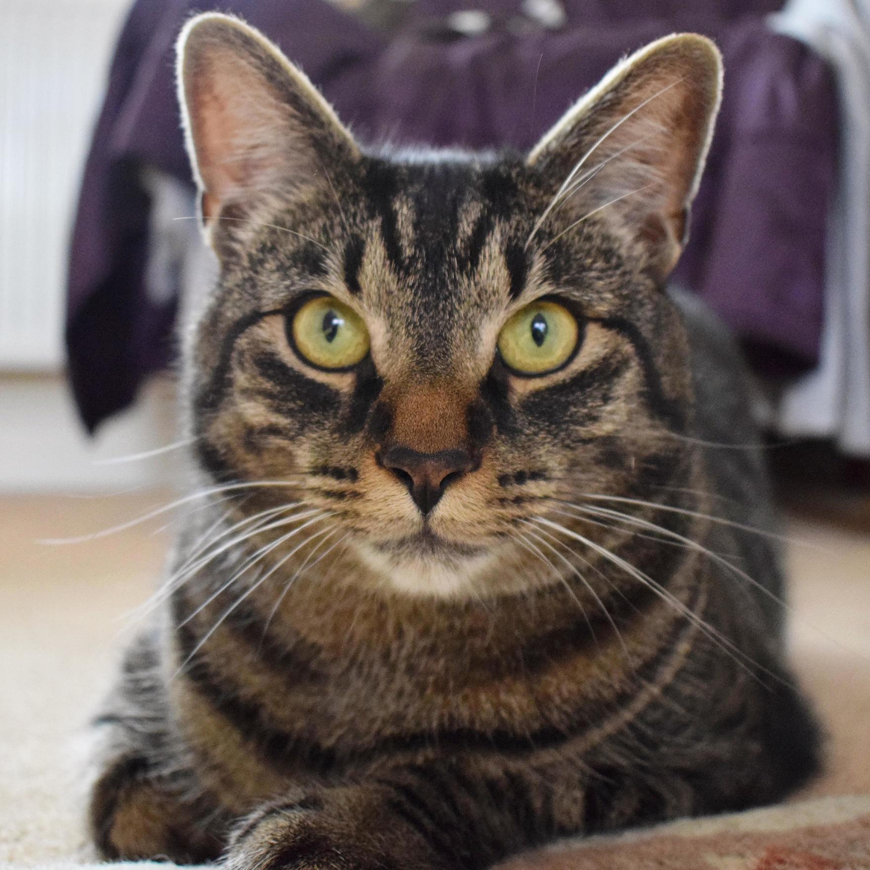 A Very Happy 2nd Birthday to Roshi