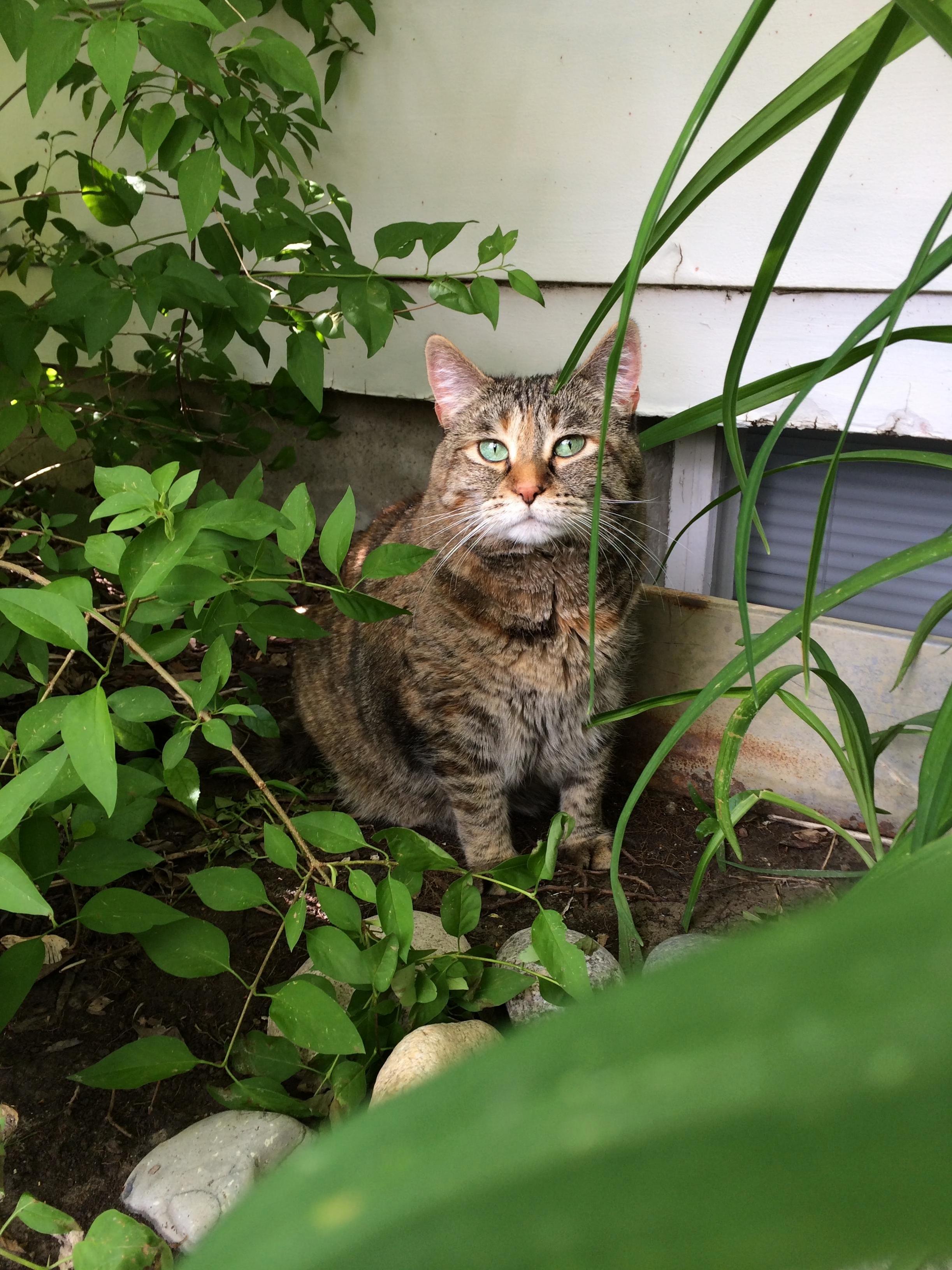 A Wild Kiki Appears