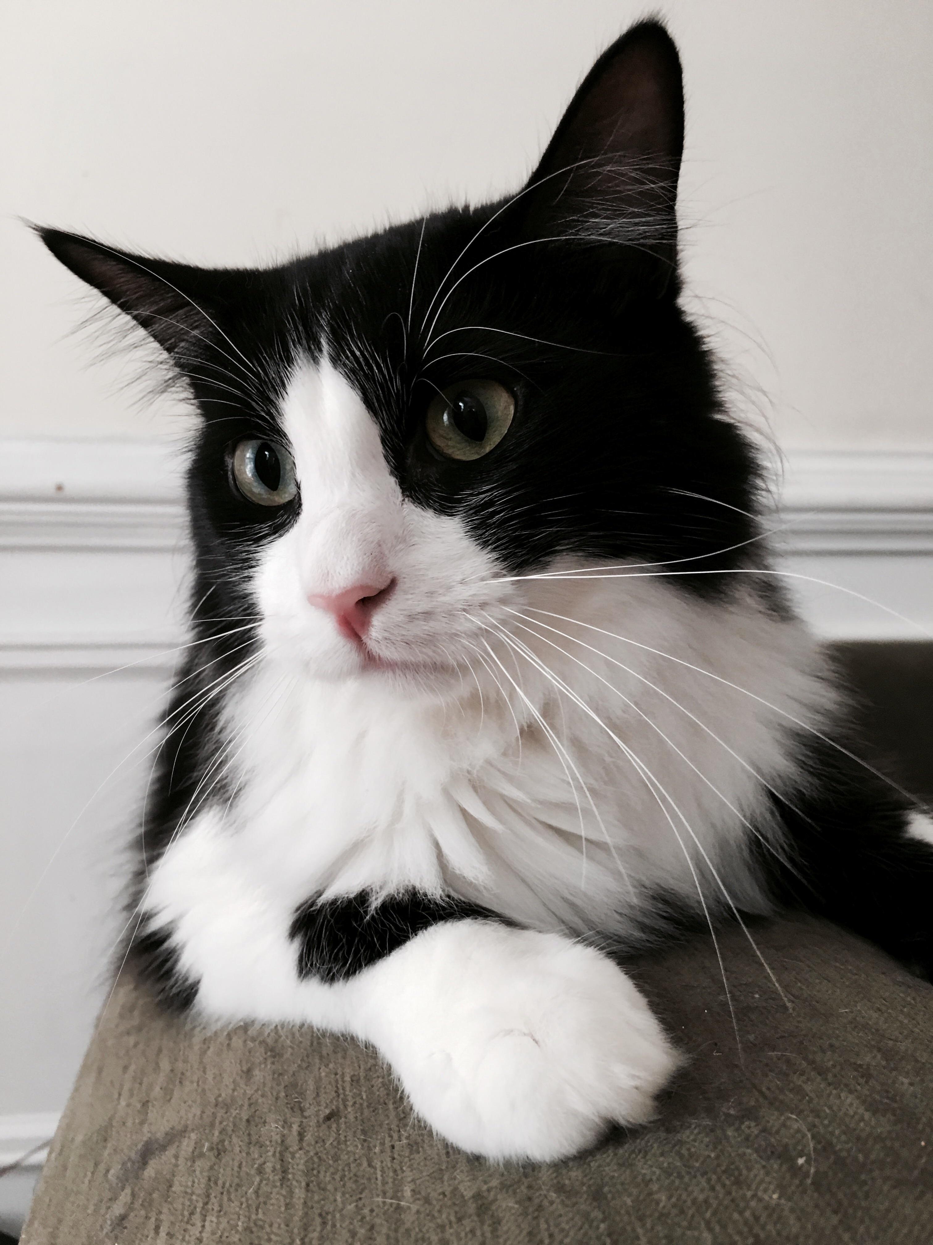 Adopted This Guy. He Said Bitch Put Me in the Cart