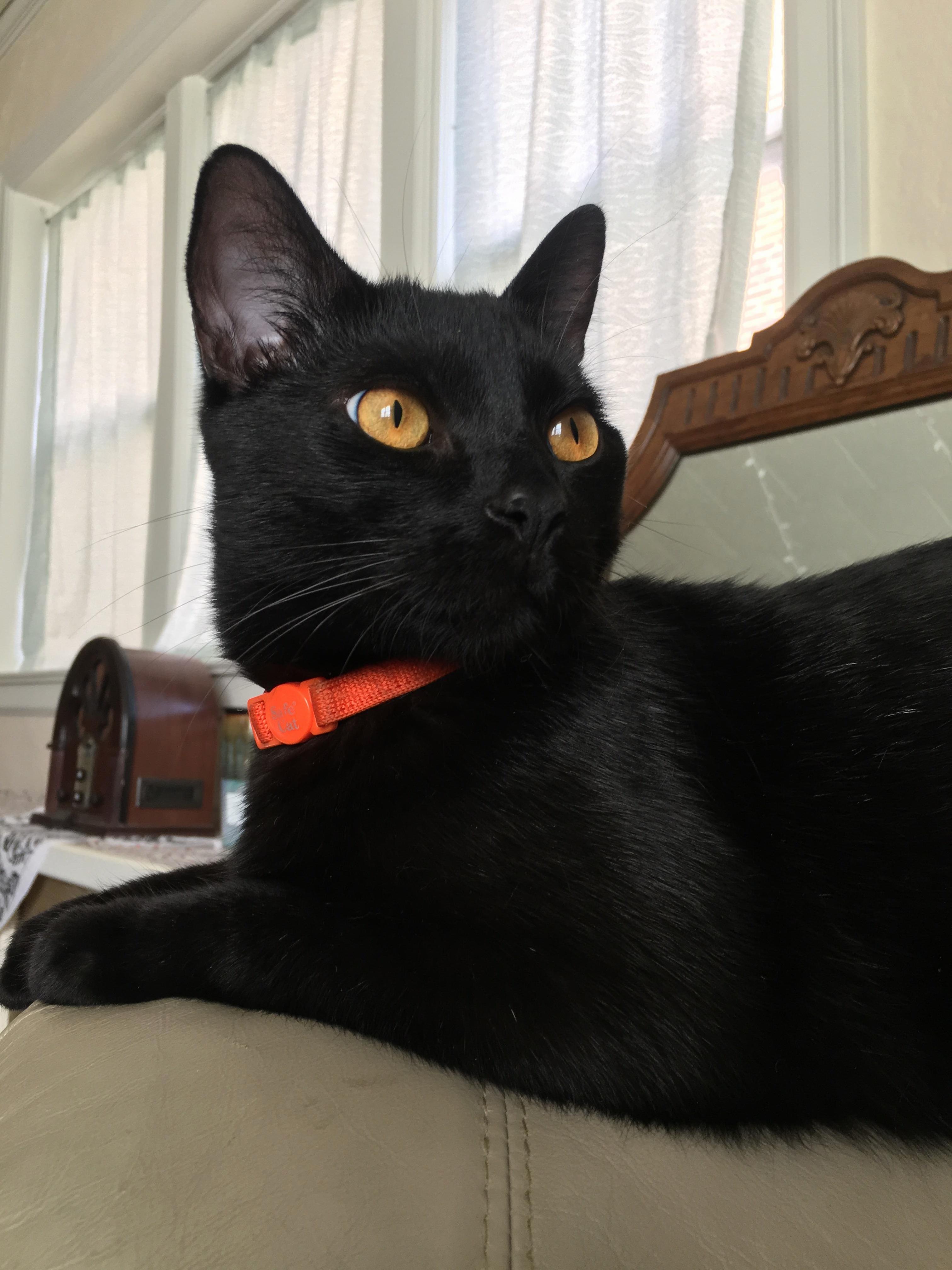 Adopted This Sweet Boy a Few Months Ago Meet Damien or Dimi for Short