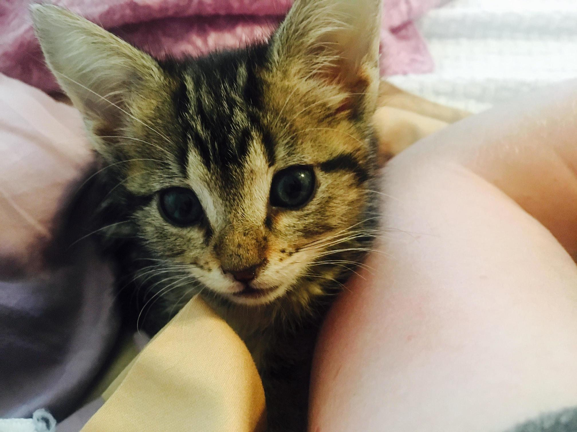 After 23 Years of Not Being Able to Own Furry Pets Due to My Parents Allergies I Finally Moved Out and Adopted This Sweet Baby Meet Pigeon